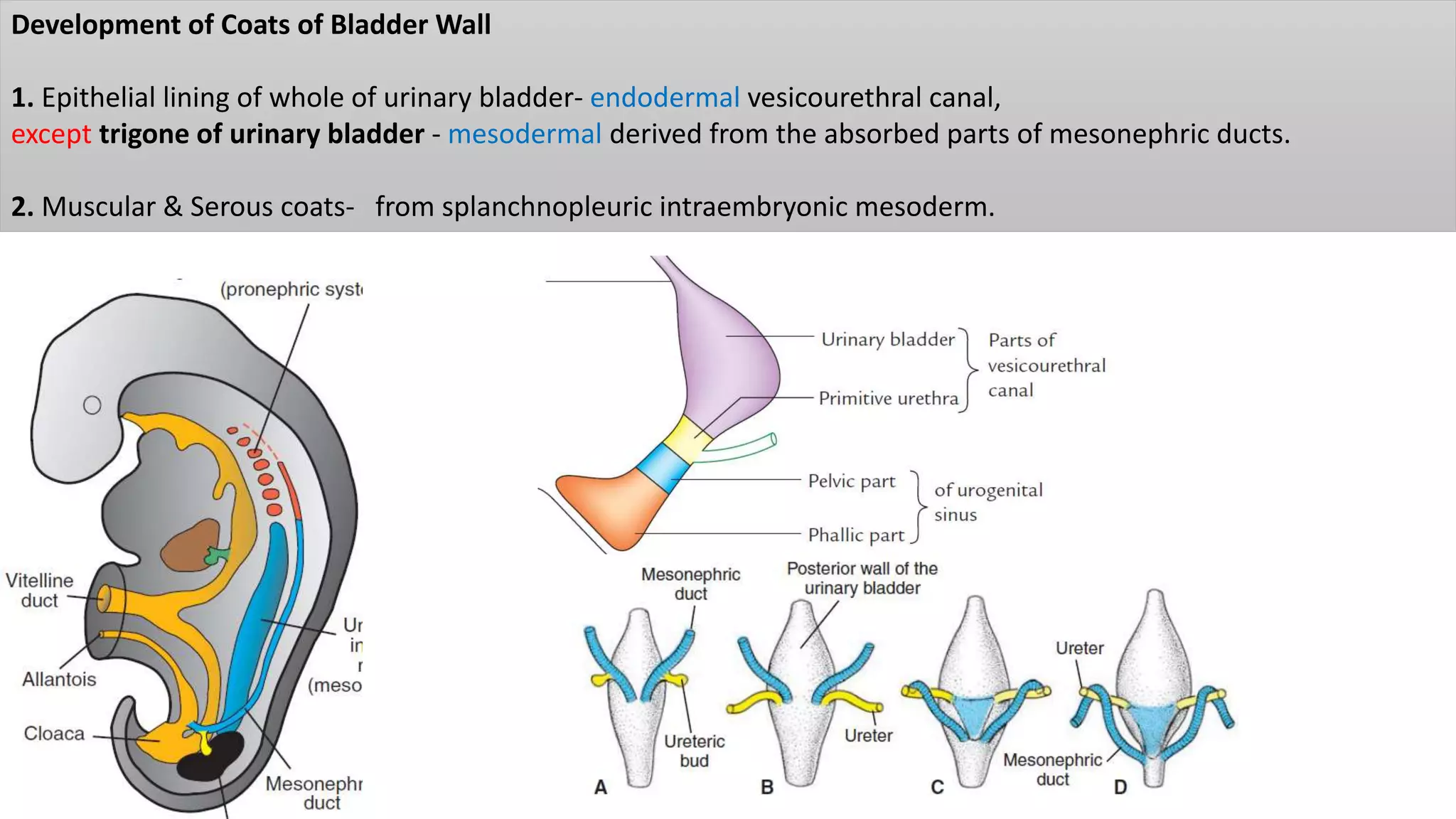 Development of Coats of Bladder Wall
1. Epithelial lining of whole of urinary bladder- endodermal vesicourethral canal,
except trigone of urinary bladder - mesodermal derived from the absorbed parts of mesonephric ducts.
2. Muscular & Serous coats- from splanchnopleuric intraembryonic mesoderm.
 