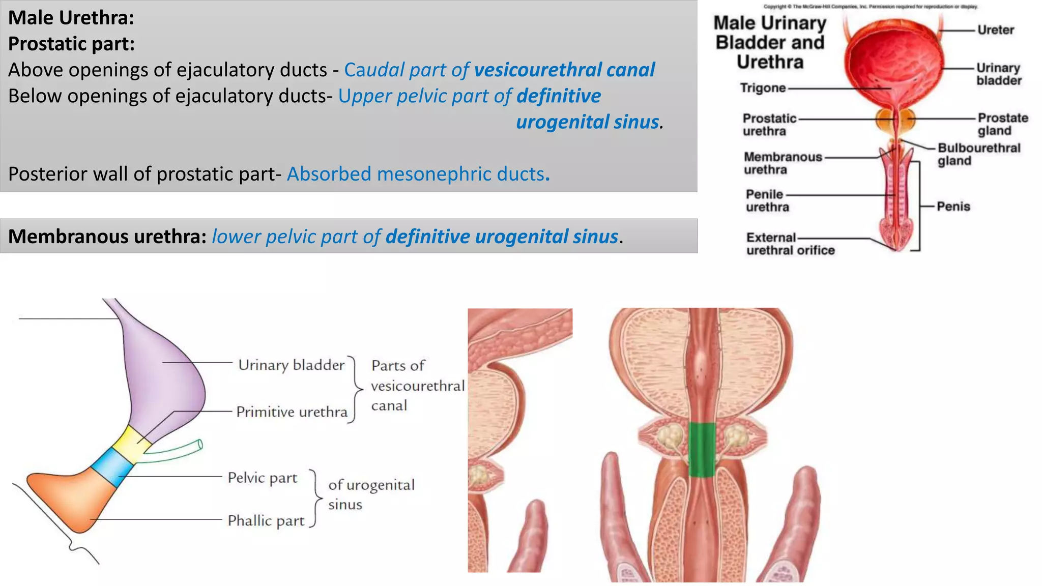 Male Urethra:
Prostatic part:
Above openings of ejaculatory ducts - Caudal part of vesicourethral canal
Below openings of ejaculatory ducts- Upper pelvic part of definitive
urogenital sinus.
Posterior wall of prostatic part- Absorbed mesonephric ducts.
Membranous urethra: lower pelvic part of definitive urogenital sinus.
 