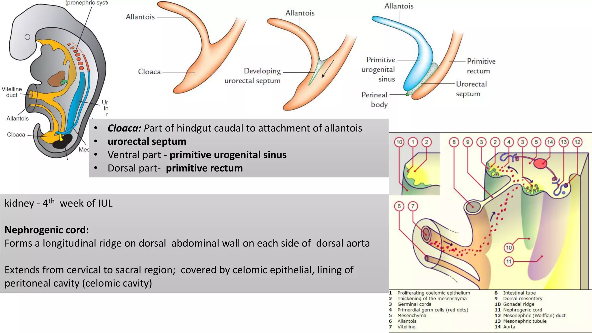 kidney - 4th week of IUL
Nephrogenic cord:
Forms a longitudinal ridge on dorsal abdominal wall on each side of dorsal aorta
Extends from cervical to sacral region; covered by celomic epithelial, lining of
peritoneal cavity (celomic cavity)
• Cloaca: Part of hindgut caudal to attachment of allantois
• urorectal septum
• Ventral part - primitive urogenital sinus
• Dorsal part- primitive rectum
 