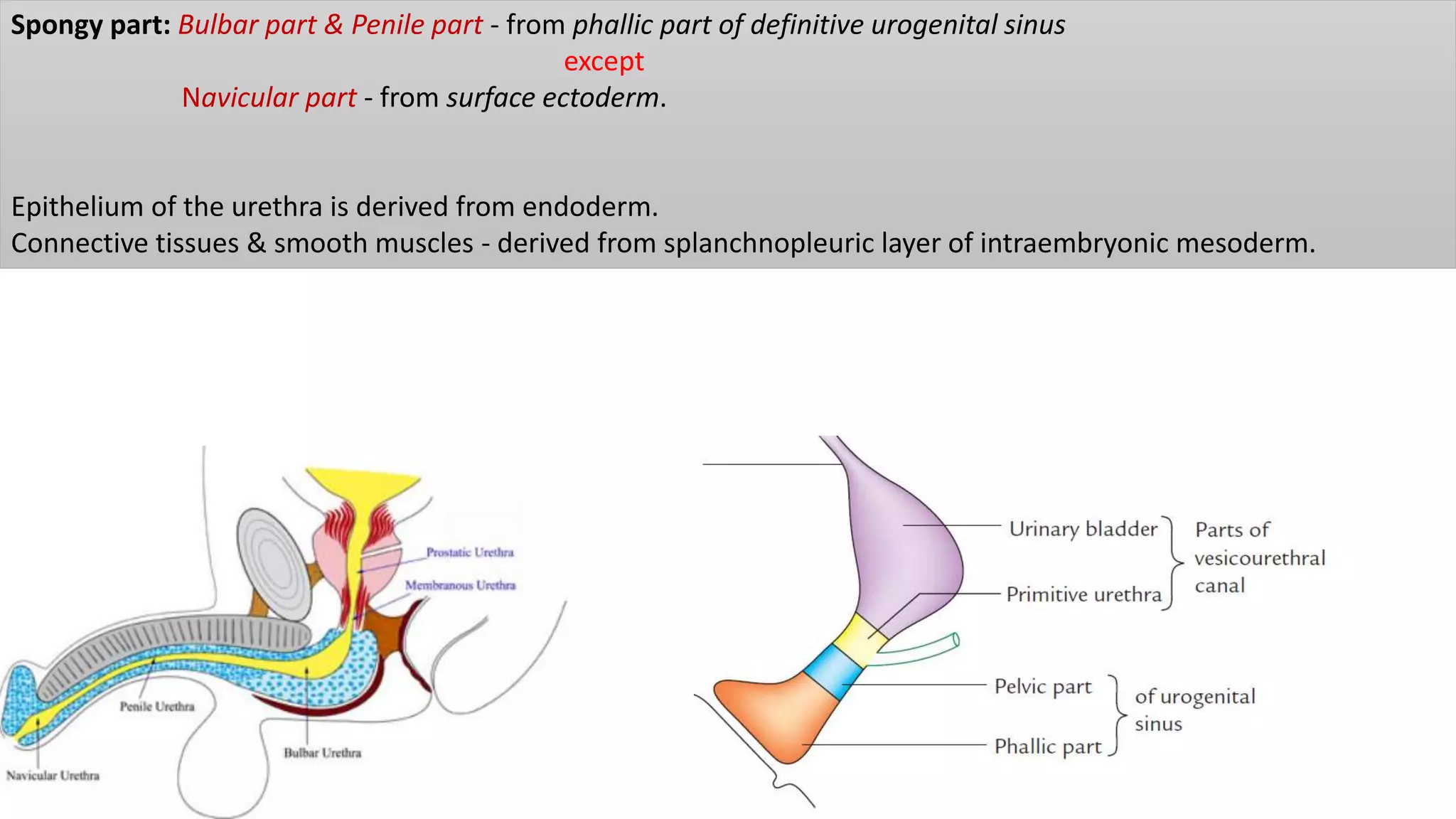 Spongy part: Bulbar part & Penile part - from phallic part of definitive urogenital sinus
except
Navicular part - from surface ectoderm.
Epithelium of the urethra is derived from endoderm.
Connective tissues & smooth muscles - derived from splanchnopleuric layer of intraembryonic mesoderm.
 