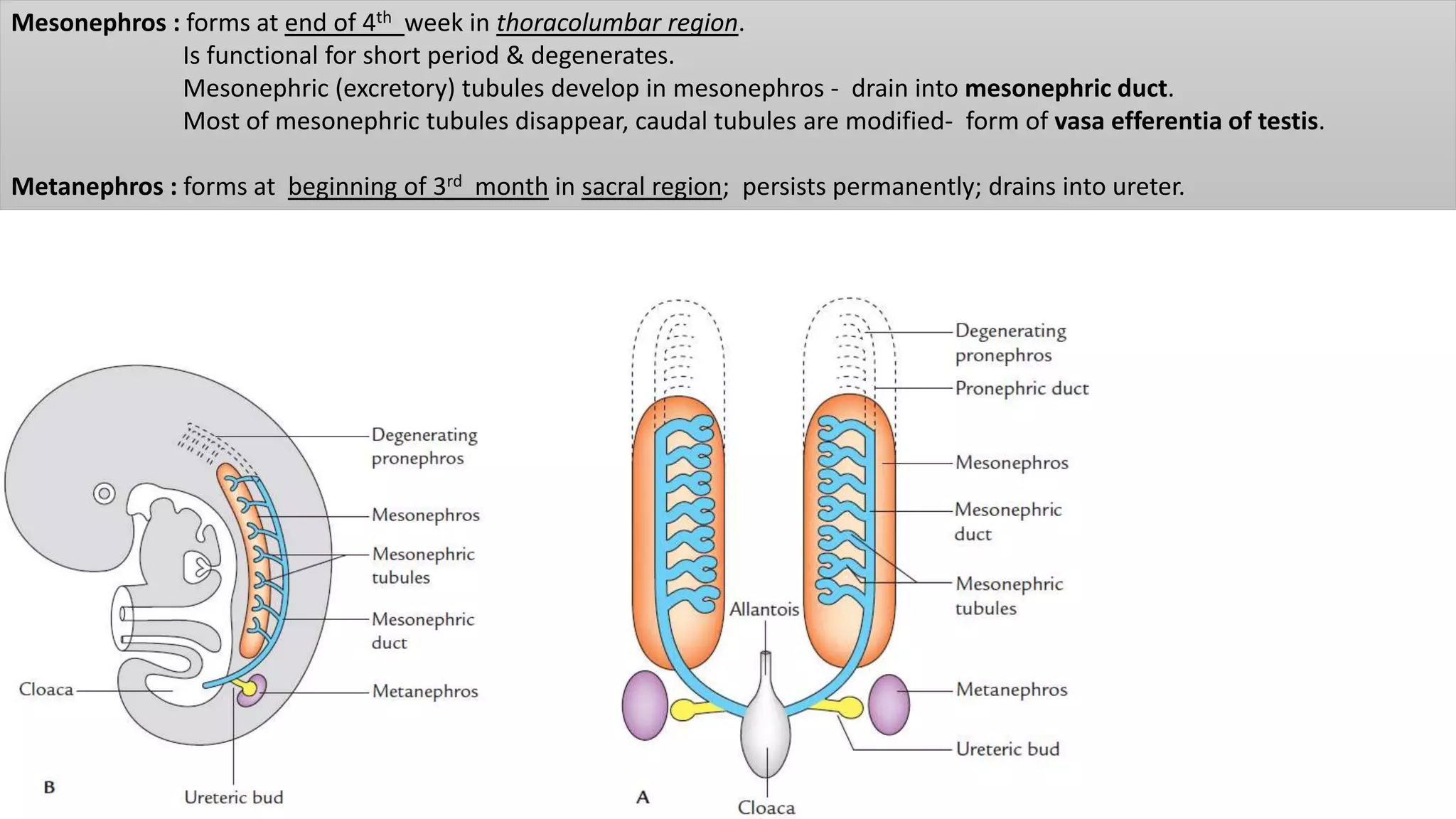 Mesonephros : forms at end of 4th week in thoracolumbar region.
Is functional for short period & degenerates.
Mesonephric (excretory) tubules develop in mesonephros - drain into mesonephric duct.
Most of mesonephric tubules disappear, caudal tubules are modified- form of vasa efferentia of testis.
Metanephros : forms at beginning of 3rd month in sacral region; persists permanently; drains into ureter.
 