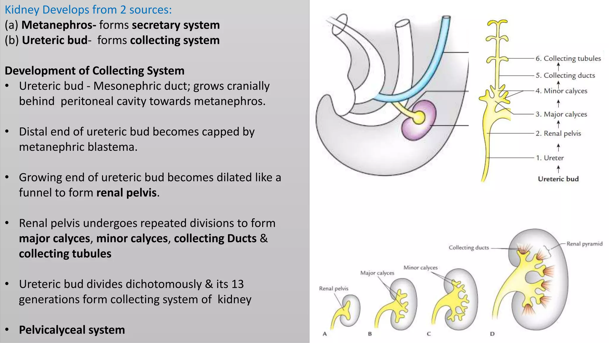 Kidney Develops from 2 sources:
(a) Metanephros- forms secretary system
(b) Ureteric bud- forms collecting system
Development of Collecting System
• Ureteric bud - Mesonephric duct; grows cranially
behind peritoneal cavity towards metanephros.
• Distal end of ureteric bud becomes capped by
metanephric blastema.
• Growing end of ureteric bud becomes dilated like a
funnel to form renal pelvis.
• Renal pelvis undergoes repeated divisions to form
major calyces, minor calyces, collecting Ducts &
collecting tubules
• Ureteric bud divides dichotomously & its 13
generations form collecting system of kidney
• Pelvicalyceal system
 