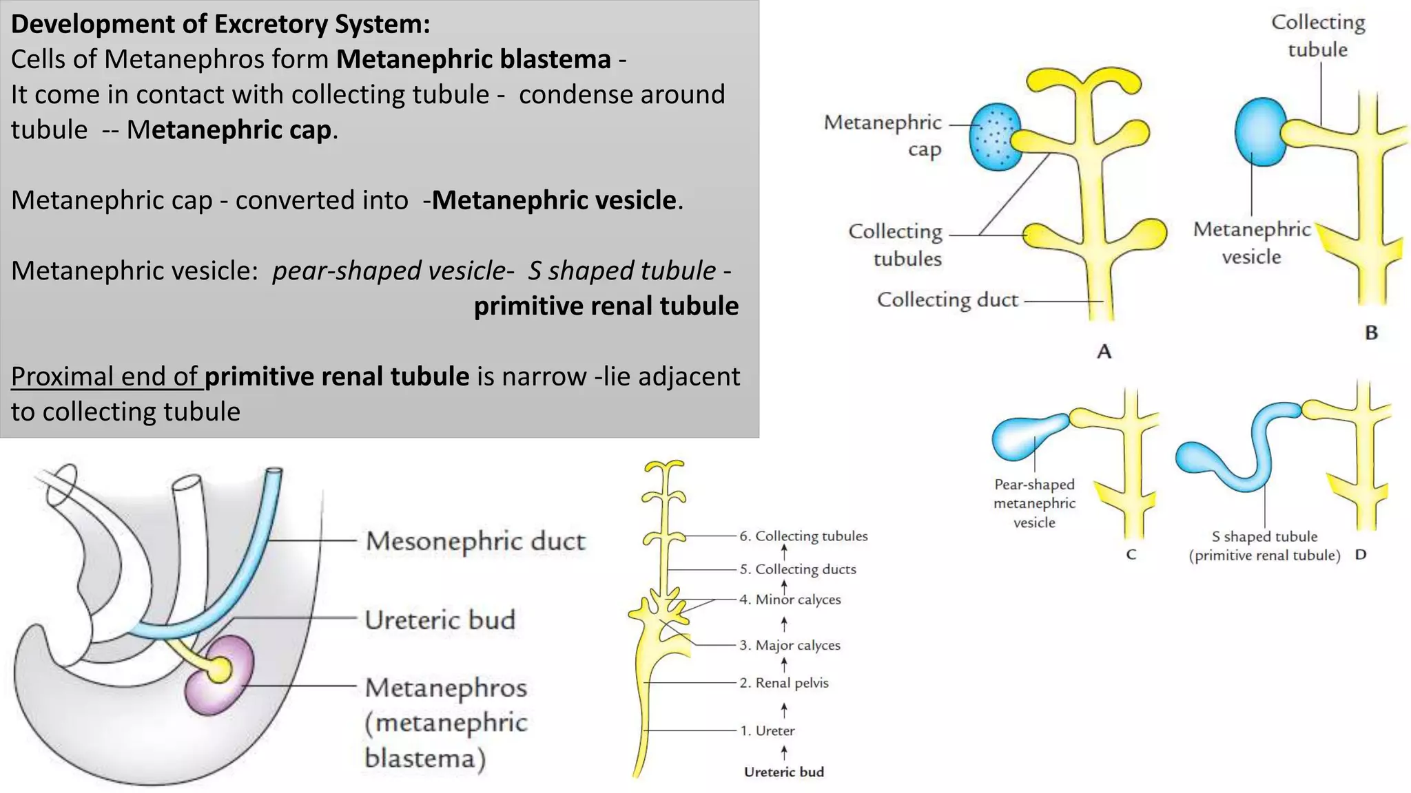 Development of Excretory System:
Cells of Metanephros form Metanephric blastema -
It come in contact with collecting tubule - condense around
tubule -- Metanephric cap.
Metanephric cap - converted into -Metanephric vesicle.
Metanephric vesicle: pear-shaped vesicle- S shaped tubule -
primitive renal tubule
Proximal end of primitive renal tubule is narrow -lie adjacent
to collecting tubule
 