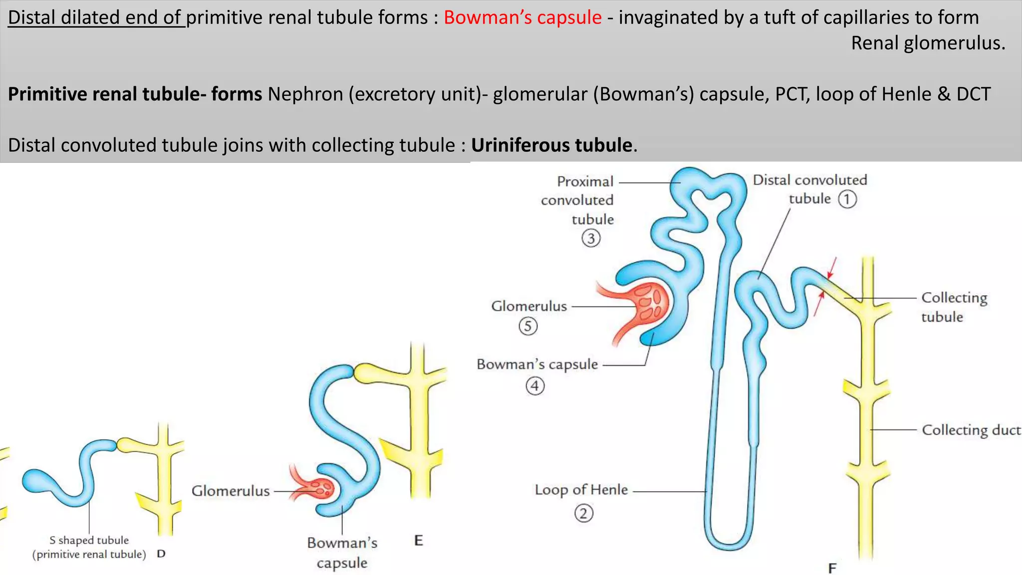 Distal dilated end of primitive renal tubule forms : Bowman’s capsule - invaginated by a tuft of capillaries to form
Renal glomerulus.
Primitive renal tubule- forms Nephron (excretory unit)- glomerular (Bowman’s) capsule, PCT, loop of Henle & DCT
Distal convoluted tubule joins with collecting tubule : Uriniferous tubule.
 