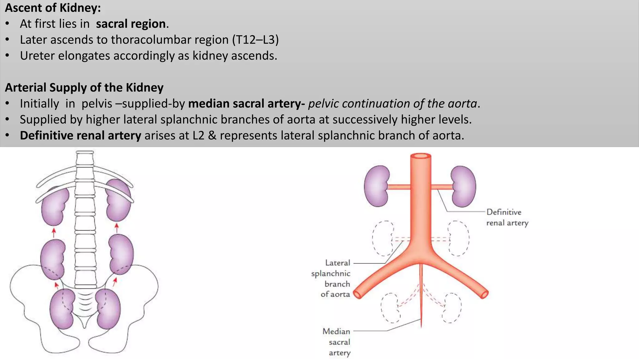 Ascent of Kidney:
• At first lies in sacral region.
• Later ascends to thoracolumbar region (T12–L3)
• Ureter elongates accordingly as kidney ascends.
Arterial Supply of the Kidney
• Initially in pelvis –supplied-by median sacral artery- pelvic continuation of the aorta.
• Supplied by higher lateral splanchnic branches of aorta at successively higher levels.
• Definitive renal artery arises at L2 & represents lateral splanchnic branch of aorta.
 