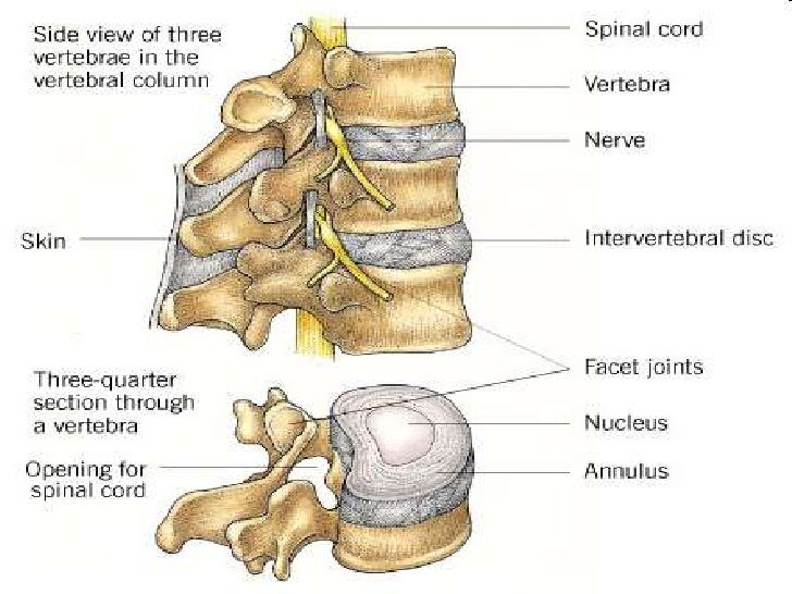 development of vertebral column