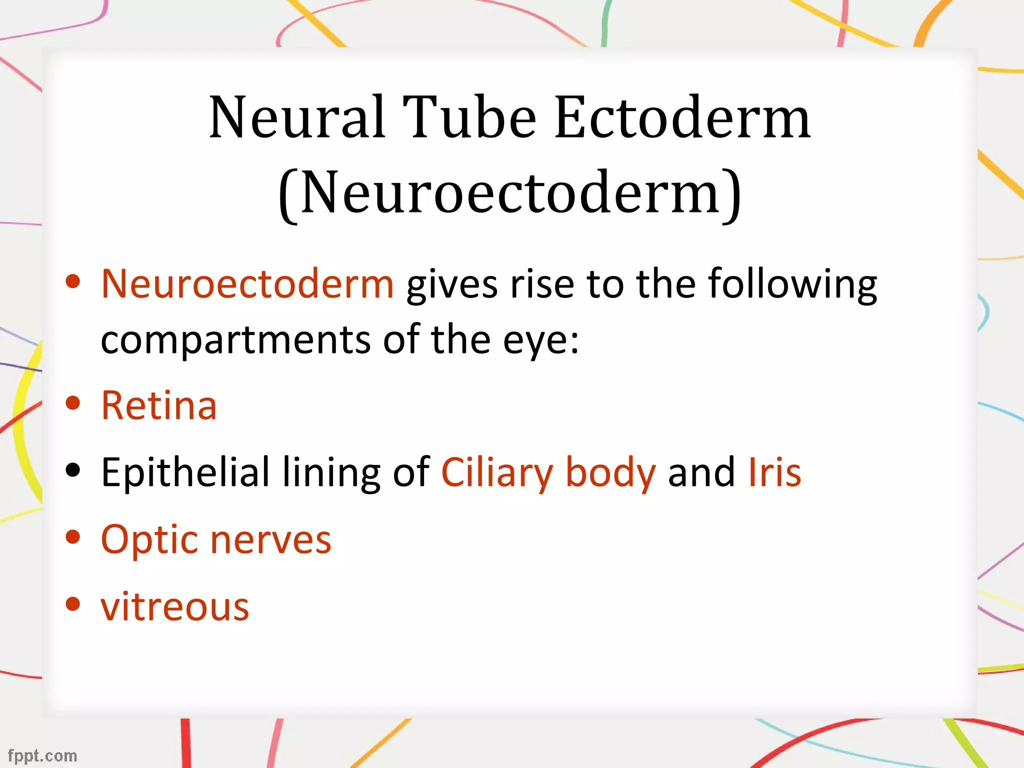 Neural Tube Ectoderm
(Neuroectoderm)
• Neuroectoderm gives rise to the following
compartments of the eye:
• Retina
• Epithelial lining of Ciliary body and Iris
• Optic nerves
• vitreous
 