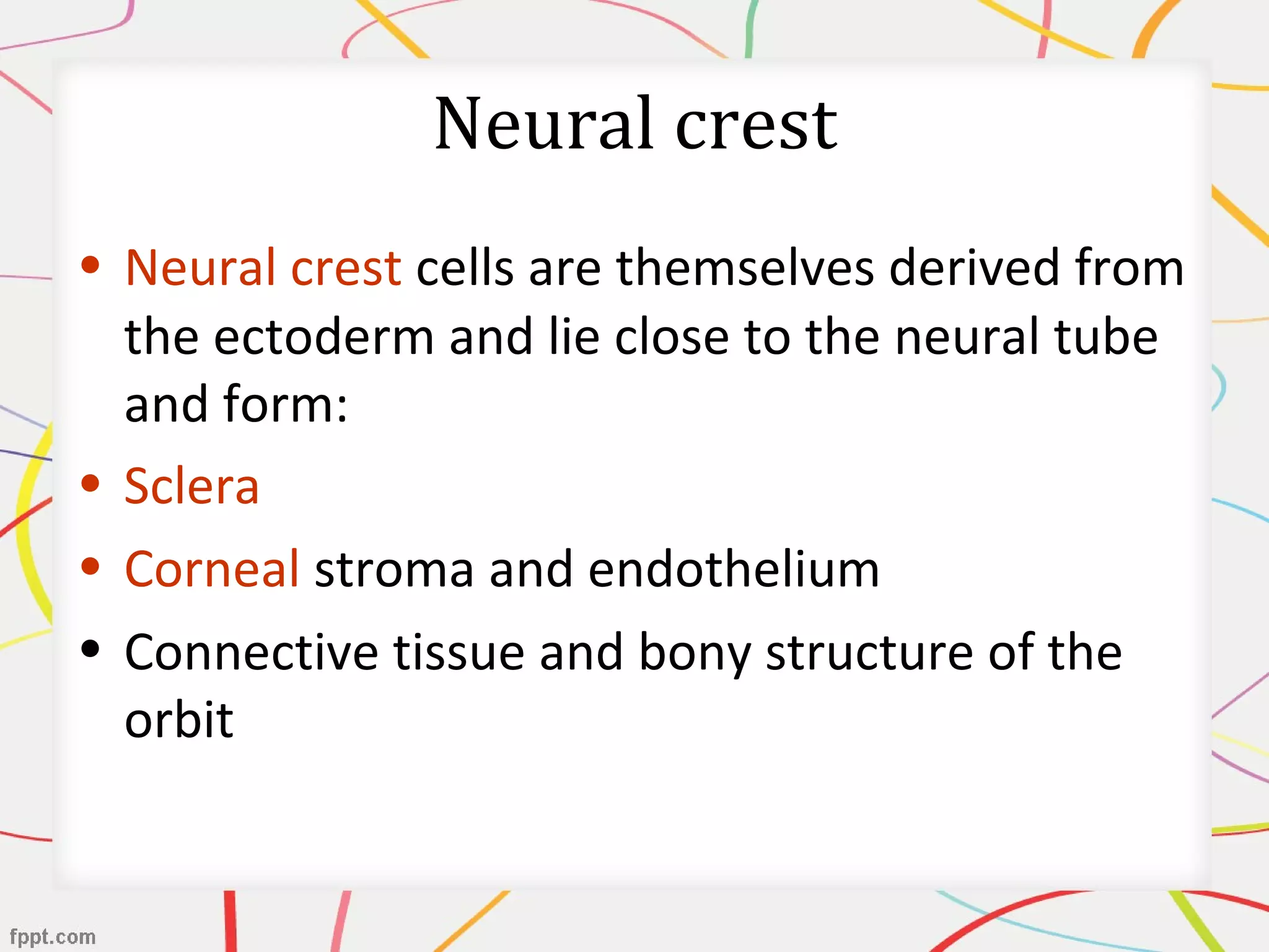 Neural crest
• Neural crest cells are themselves derived from
the ectoderm and lie close to the neural tube
and form:
• Sclera
• Corneal stroma and endothelium
• Connective tissue and bony structure of the
orbit
 