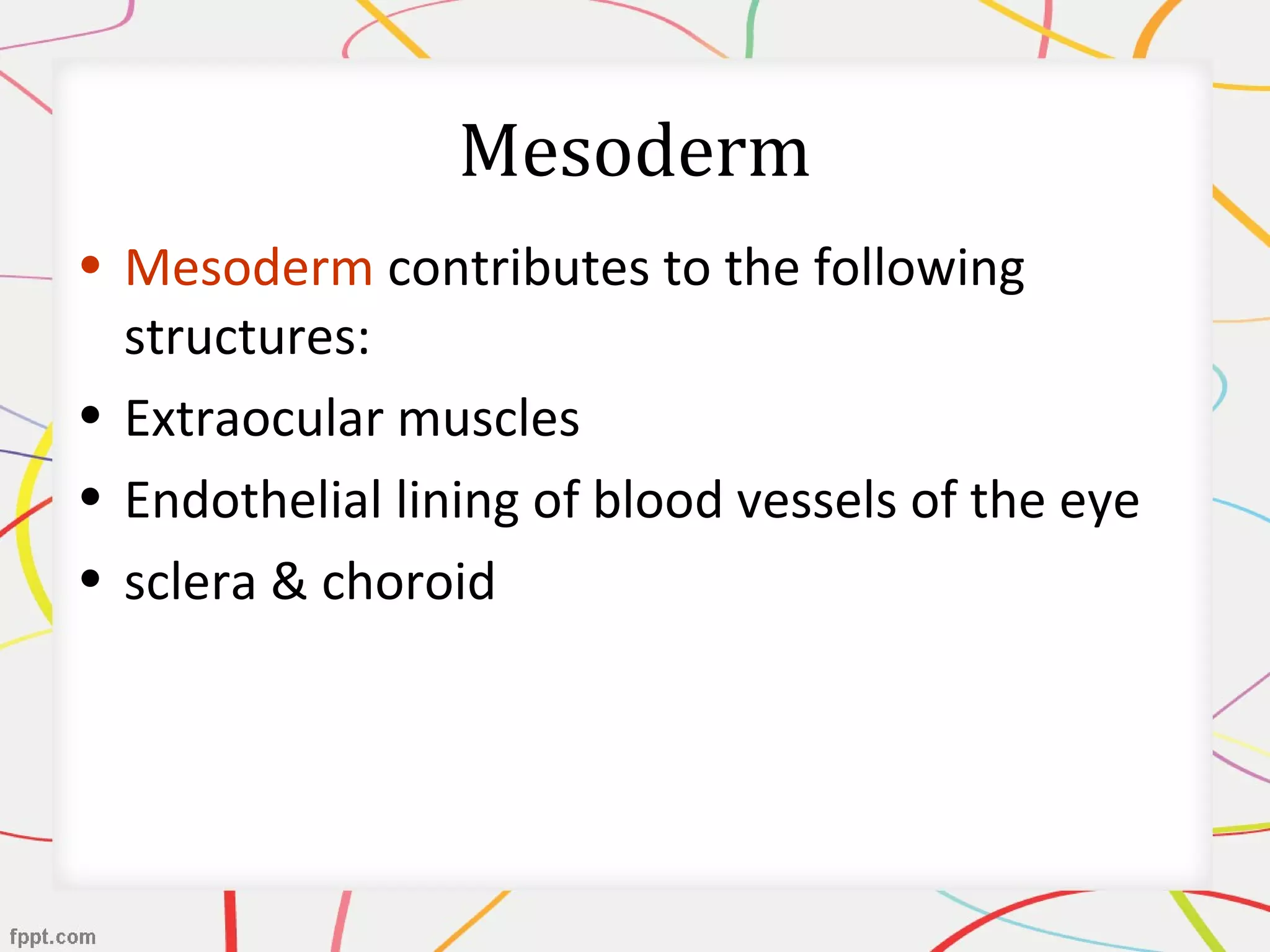Mesoderm
• Mesoderm contributes to the following
structures:
• Extraocular muscles
• Endothelial lining of blood vessels of the eye
• sclera & choroid
 