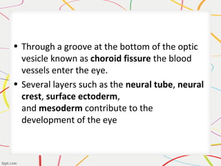 • Through a groove at the bottom of the optic
vesicle known as choroid fissure the blood
vessels enter the eye.
• Several layers such as the neural tube, neural
crest, surface ectoderm,
and mesoderm contribute to the
development of the eye
 