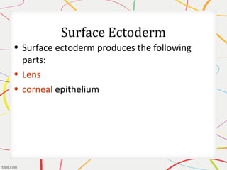 Surface Ectoderm
• Surface ectoderm produces the following
parts:
• Lens
• corneal epithelium
 