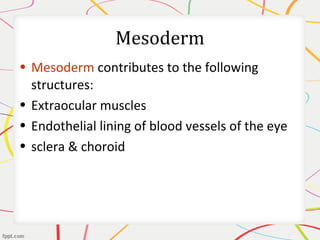 Mesoderm
• Mesoderm contributes to the following
structures:
• Extraocular muscles
• Endothelial lining of blood vessels of the eye
• sclera & choroid
 