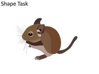 Shape Task
 