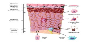 development structure and function of skin.pdf