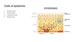development structure and function of skin.pdf