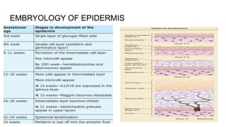 development structure and function of skin.pdf