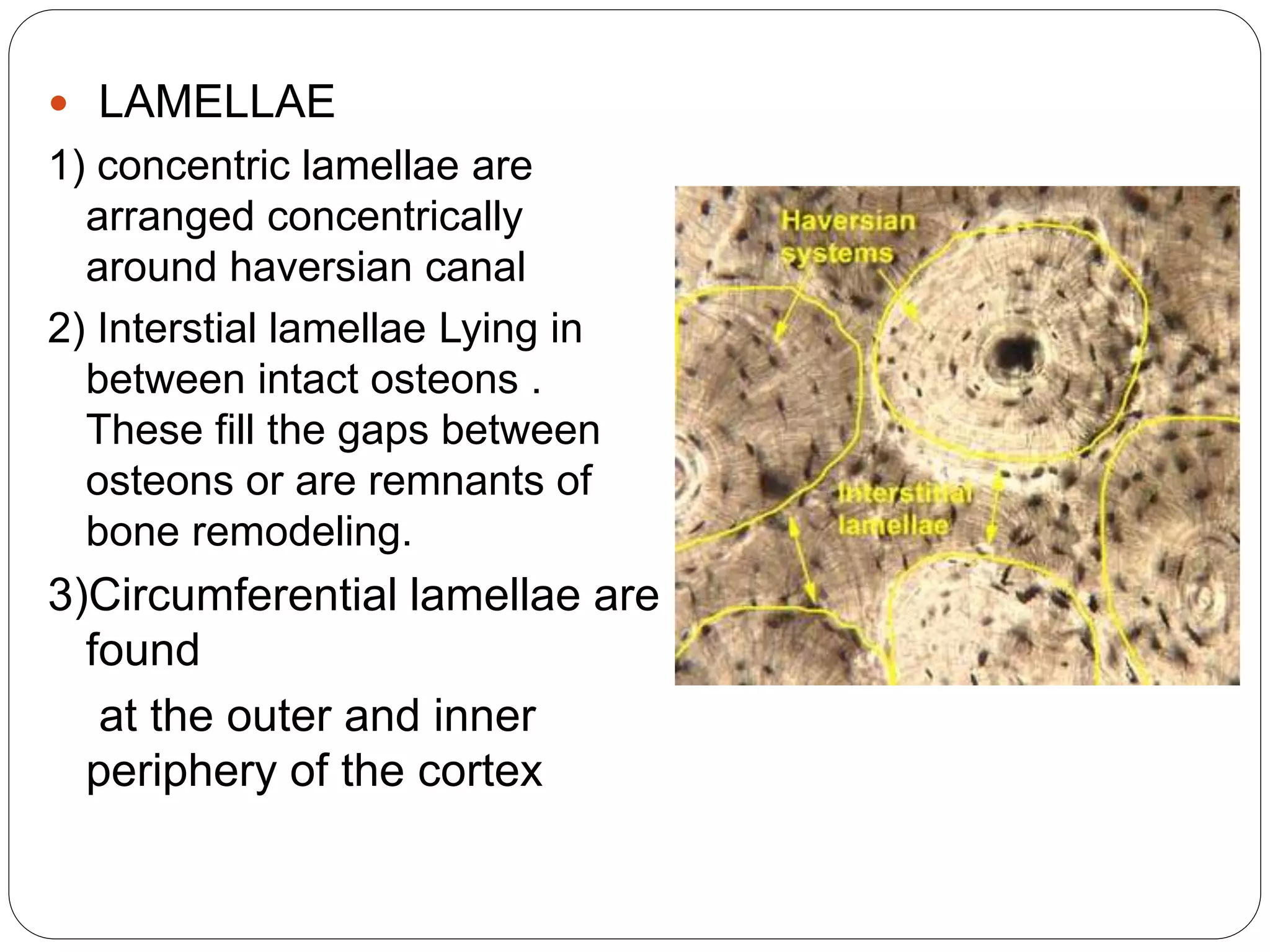  LAMELLAE
1) concentric lamellae are
arranged concentrically
around haversian canal
2) Interstial lamellae Lying in
between intact osteons .
These fill the gaps between
osteons or are remnants of
bone remodeling.
3)Circumferential lamellae are
found
at the outer and inner
periphery of the cortex
 