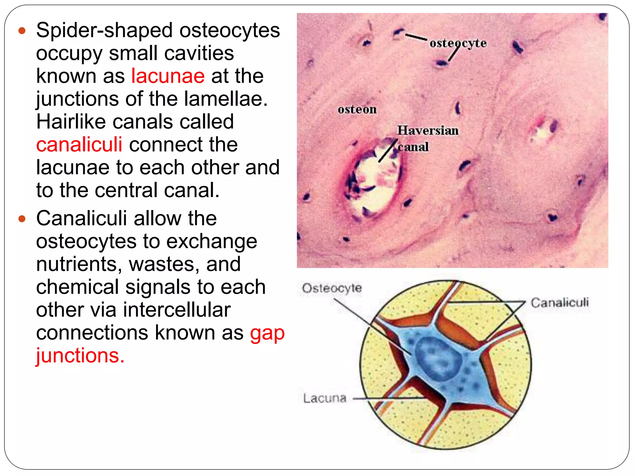  Spider-shaped osteocytes
occupy small cavities
known as lacunae at the
junctions of the lamellae.
Hairlike canals called
canaliculi connect the
lacunae to each other and
to the central canal.
 Canaliculi allow the
osteocytes to exchange
nutrients, wastes, and
chemical signals to each
other via intercellular
connections known as gap
junctions.
 