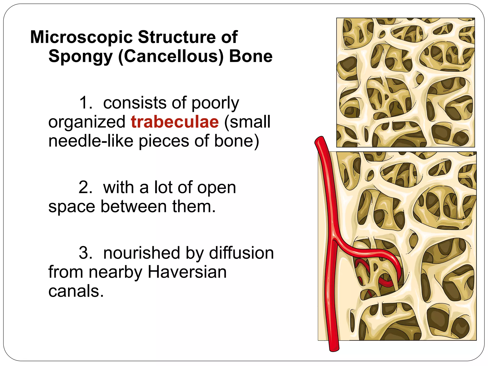 Microscopic Structure of
Spongy (Cancellous) Bone
1. consists of poorly
organized trabeculae (small
needle-like pieces of bone)
2. with a lot of open
space between them.
3. nourished by diffusion
from nearby Haversian
canals.
 