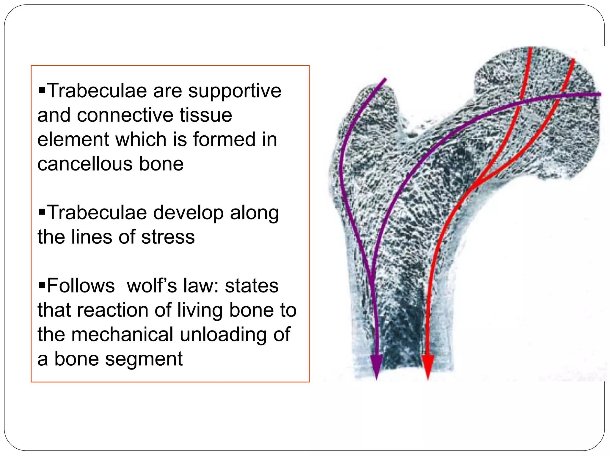 Trabeculae are supportive
and connective tissue
element which is formed in
cancellous bone
Trabeculae develop along
the lines of stress
Follows wolf’s law: states
that reaction of living bone to
the mechanical unloading of
a bone segment
 
