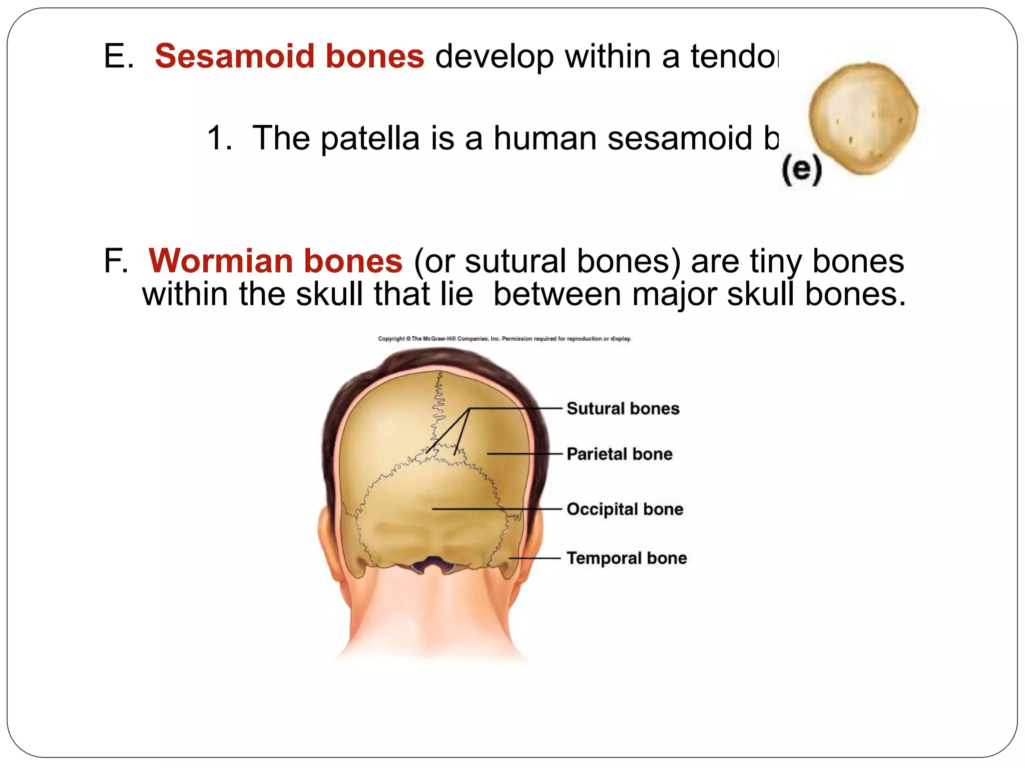 E. Sesamoid bones develop within a tendon.
1. The patella is a human sesamoid bone.
F. Wormian bones (or sutural bones) are tiny bones
within the skull that lie between major skull bones.
 