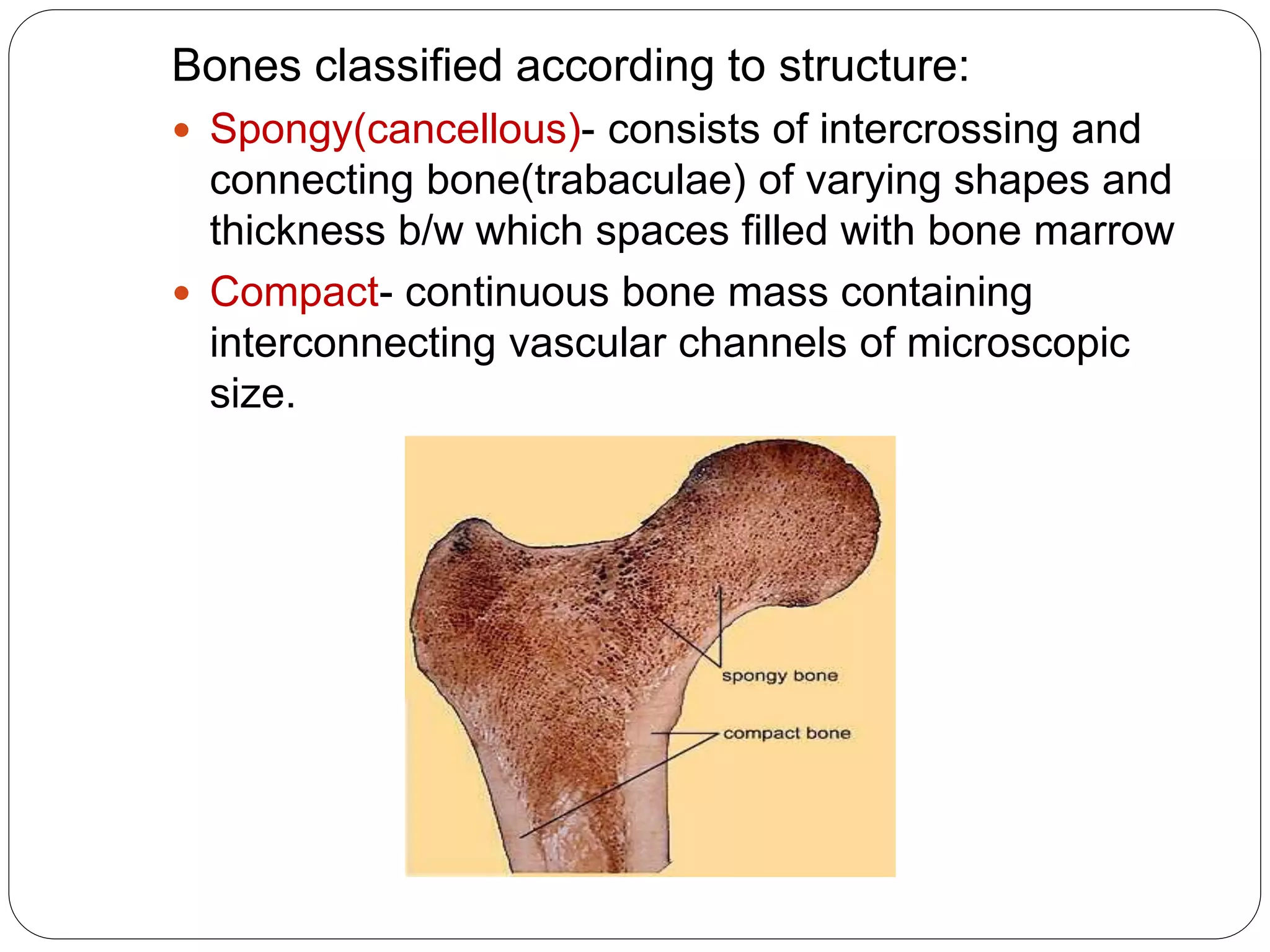 Bones classified according to structure:
 Spongy(cancellous)- consists of intercrossing and
connecting bone(trabaculae) of varying shapes and
thickness b/w which spaces filled with bone marrow
 Compact- continuous bone mass containing
interconnecting vascular channels of microscopic
size.
 