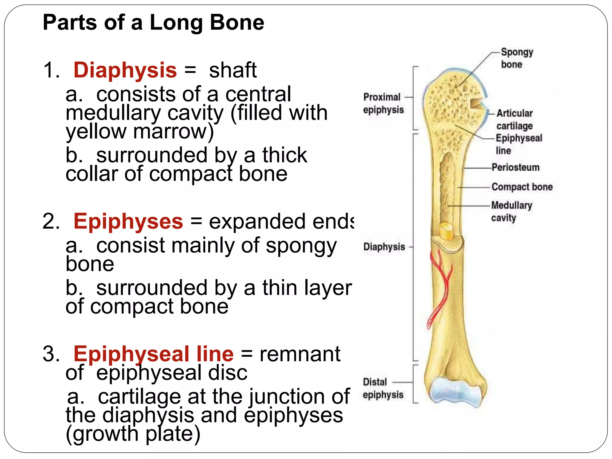 Parts of a Long Bone
1. Diaphysis = shaft
a. consists of a central
medullary cavity (filled with
yellow marrow)
b. surrounded by a thick
collar of compact bone
2. Epiphyses = expanded ends
a. consist mainly of spongy
bone
b. surrounded by a thin layer
of compact bone
3. Epiphyseal line = remnant
of epiphyseal disc
a. cartilage at the junction of
the diaphysis and epiphyses
(growth plate)
 