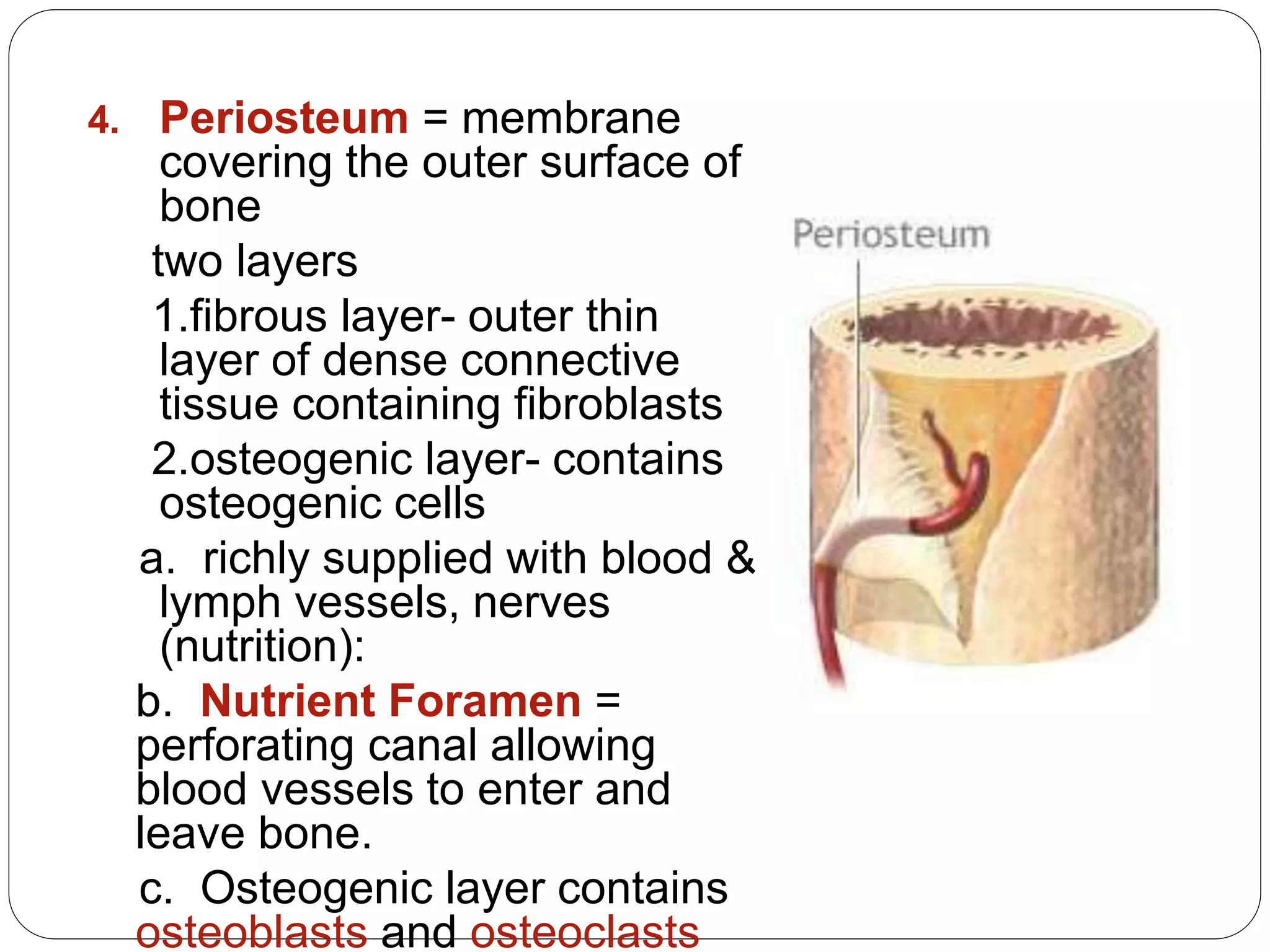 4. Periosteum = membrane
covering the outer surface of
bone
two layers
1.fibrous layer- outer thin
layer of dense connective
tissue containing fibroblasts
2.osteogenic layer- contains
osteogenic cells
a. richly supplied with blood &
lymph vessels, nerves
(nutrition):
b. Nutrient Foramen =
perforating canal allowing
blood vessels to enter and
leave bone.
c. Osteogenic layer contains
osteoblasts and osteoclasts
 