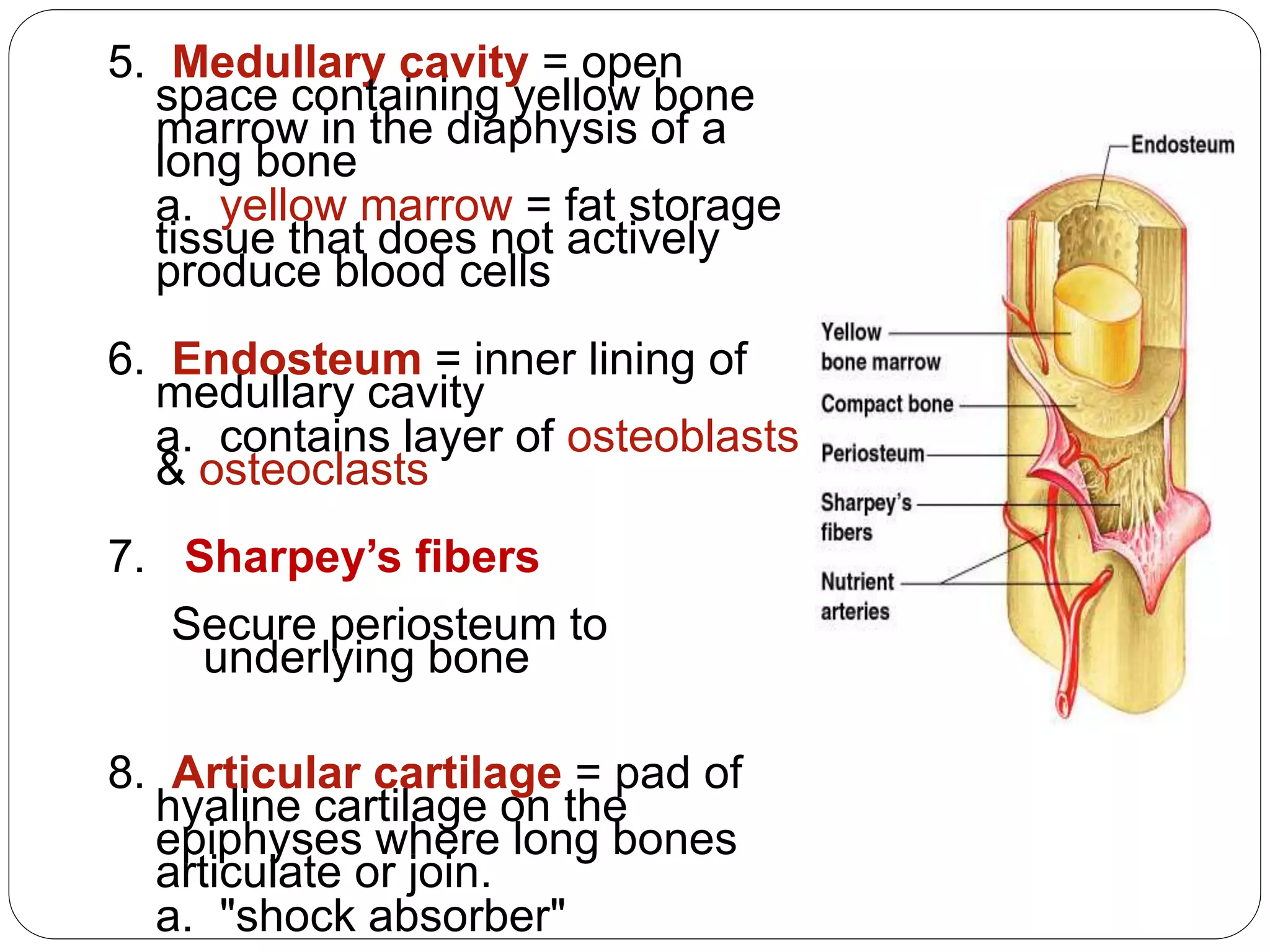 5. Medullary cavity = open
space containing yellow bone
marrow in the diaphysis of a
long bone
a. yellow marrow = fat storage
tissue that does not actively
produce blood cells
6. Endosteum = inner lining of
medullary cavity
a. contains layer of osteoblasts
& osteoclasts
7. Sharpey’s fibers
Secure periosteum to
underlying bone
8. Articular cartilage = pad of
hyaline cartilage on the
epiphyses where long bones
articulate or join.
a. "shock absorber"
 