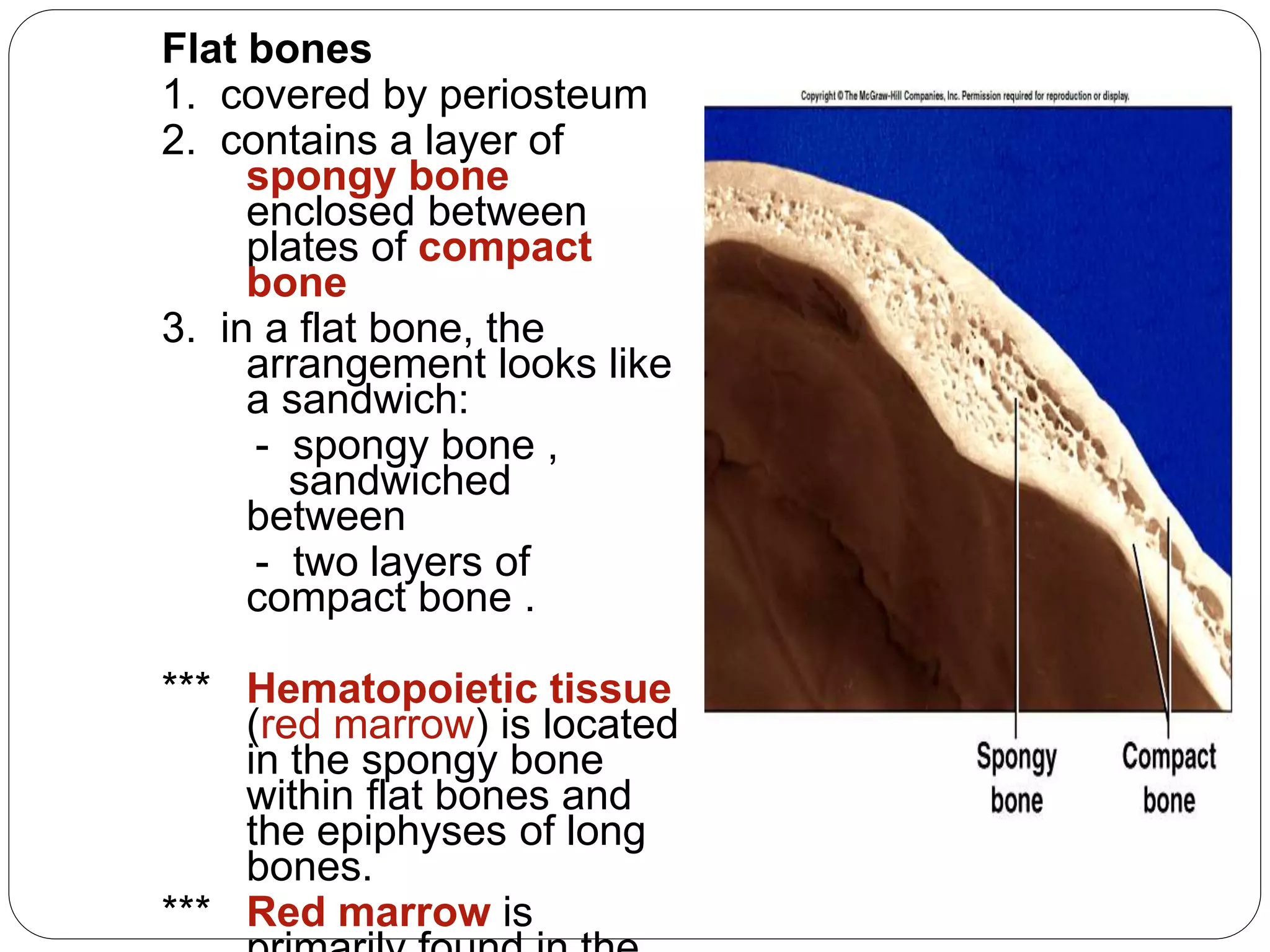 Flat bones
1. covered by periosteum
2. contains a layer of
spongy bone
enclosed between
plates of compact
bone
3. in a flat bone, the
arrangement looks like
a sandwich:
- spongy bone ,
sandwiched
between
- two layers of
compact bone .
*** Hematopoietic tissue
(red marrow) is located
in the spongy bone
within flat bones and
the epiphyses of long
bones.
*** Red marrow is
 