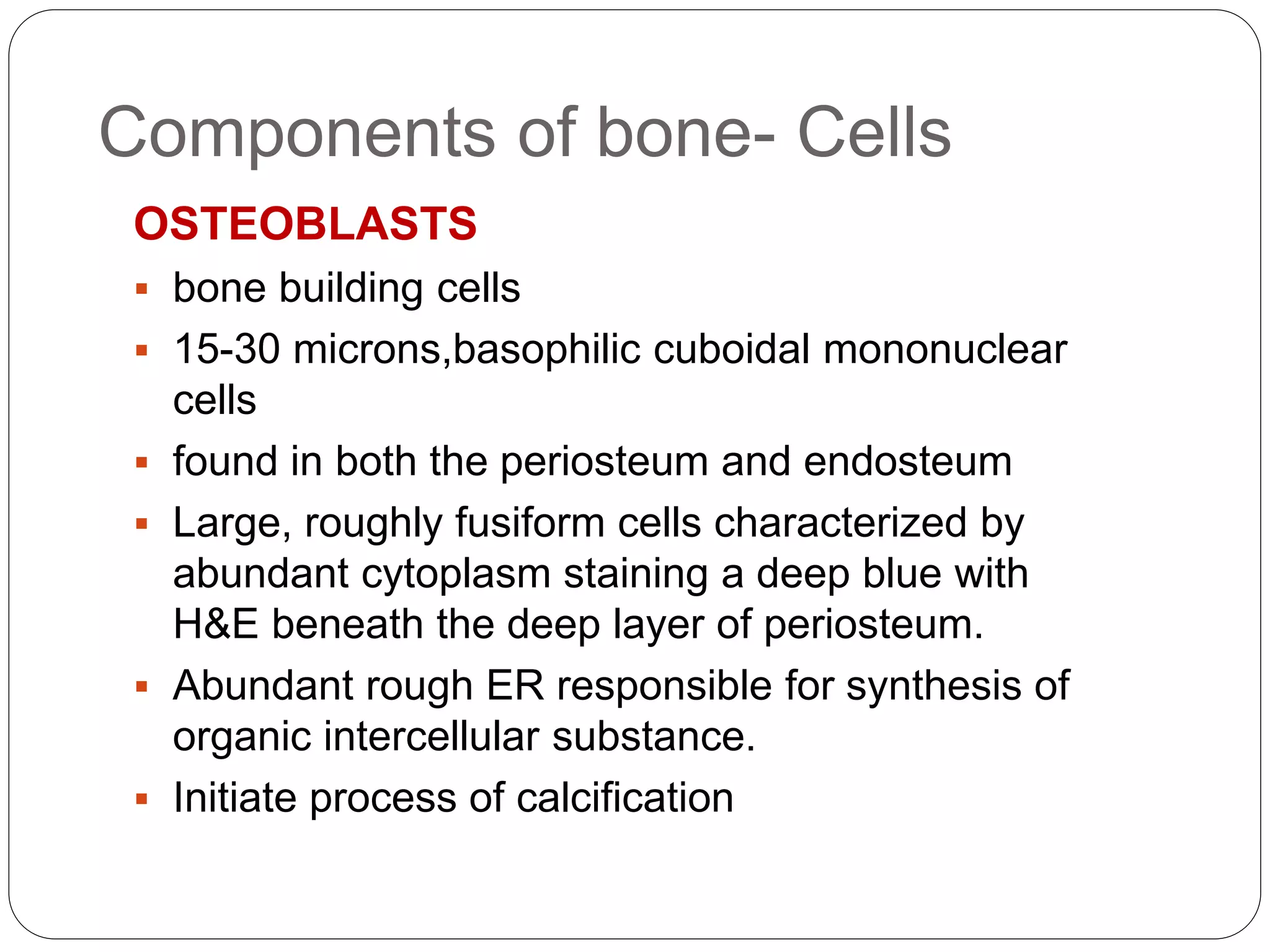 Components of bone- Cells
OSTEOBLASTS
 bone building cells
 15-30 microns,basophilic cuboidal mononuclear
cells
 found in both the periosteum and endosteum
 Large, roughly fusiform cells characterized by
abundant cytoplasm staining a deep blue with
H&E beneath the deep layer of periosteum.
 Abundant rough ER responsible for synthesis of
organic intercellular substance.
 Initiate process of calcification
 