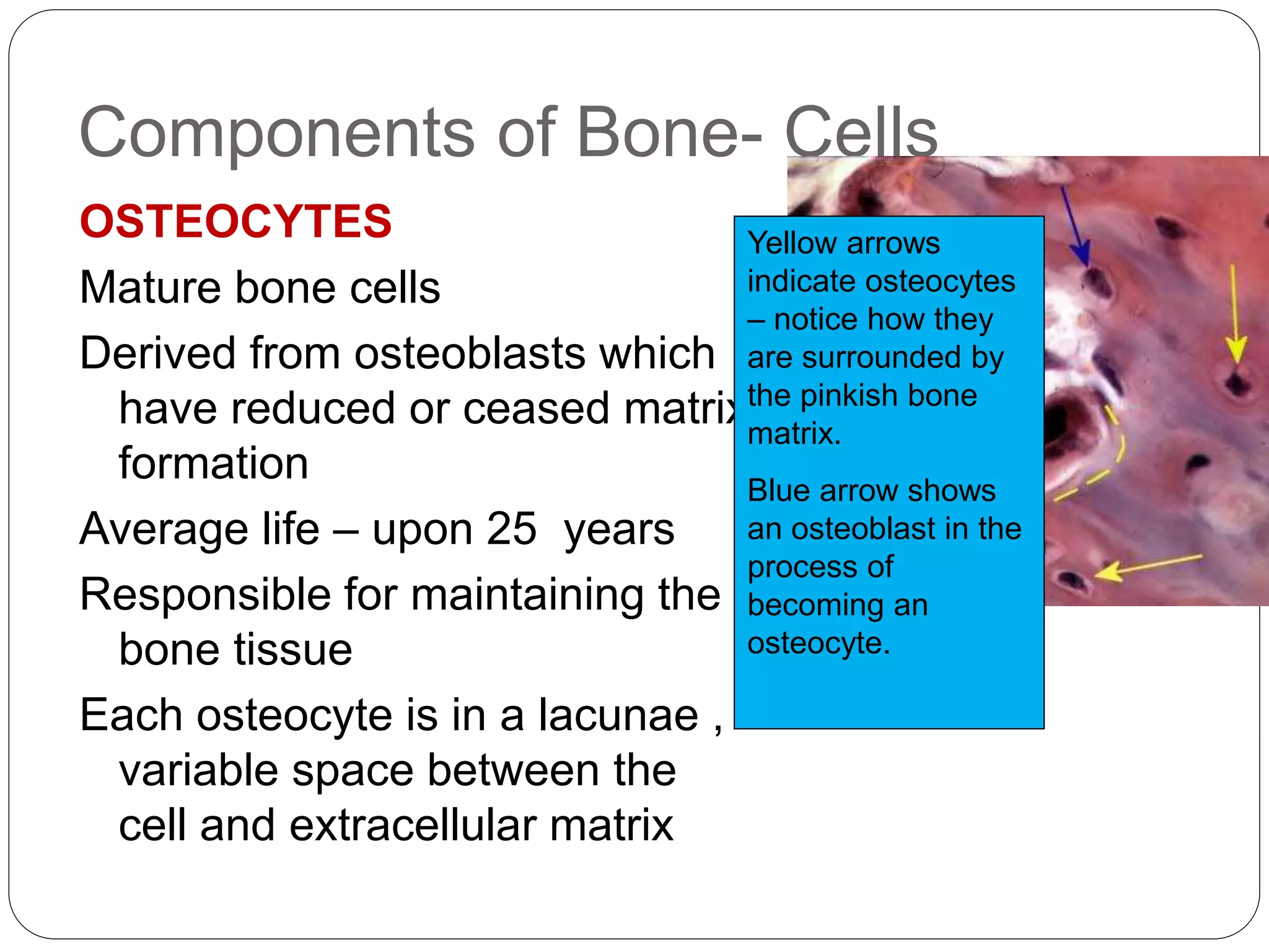 Components of Bone- Cells
OSTEOCYTES
Mature bone cells
Derived from osteoblasts which
have reduced or ceased matrix
formation
Average life – upon 25 years
Responsible for maintaining the
bone tissue
Each osteocyte is in a lacunae ,
variable space between the
cell and extracellular matrix
Yellow arrows
indicate osteocytes
– notice how they
are surrounded by
the pinkish bone
matrix.
Blue arrow shows
an osteoblast in the
process of
becoming an
osteocyte.
 