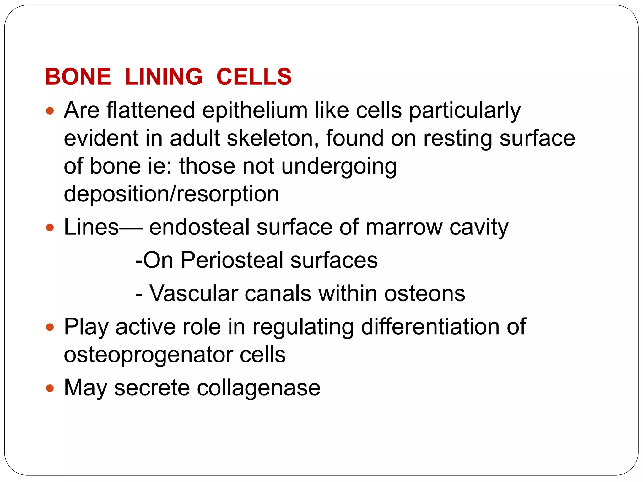 BONE LINING CELLS
 Are flattened epithelium like cells particularly
evident in adult skeleton, found on resting surface
of bone ie: those not undergoing
deposition/resorption
 Lines— endosteal surface of marrow cavity
-On Periosteal surfaces
- Vascular canals within osteons
 Play active role in regulating differentiation of
osteoprogenator cells
 May secrete collagenase
 