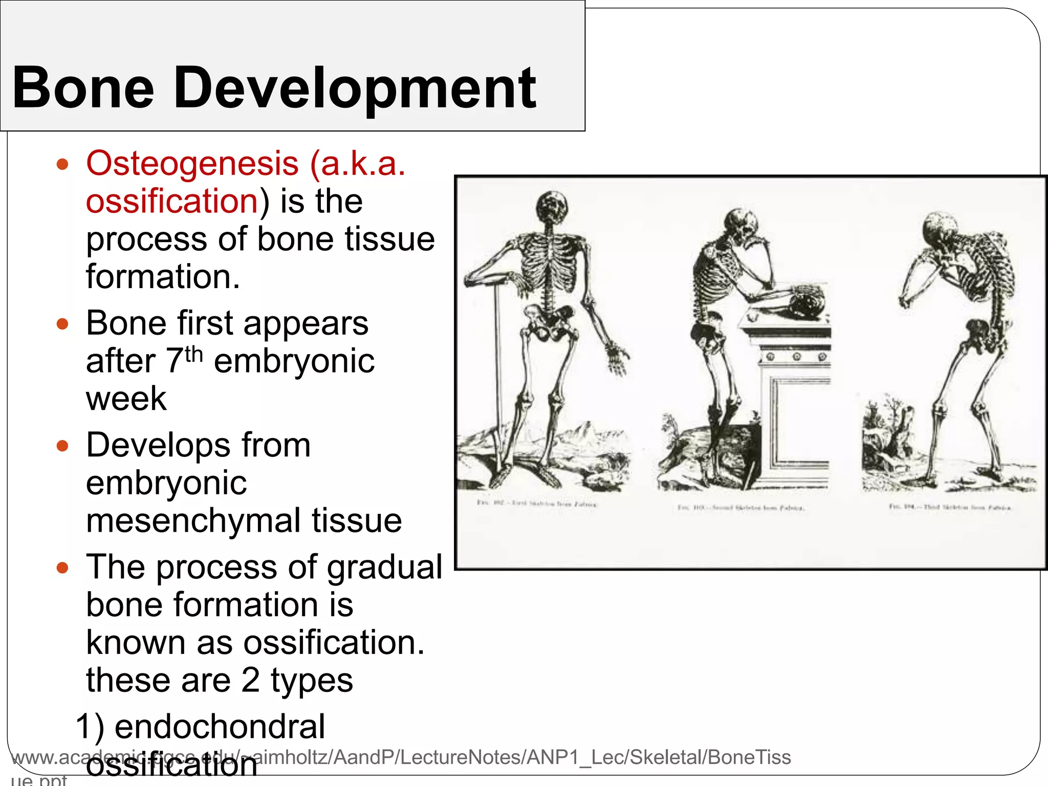 www.academic.pgcc.edu/~aimholtz/AandP/LectureNotes/ANP1_Lec/Skeletal/BoneTiss
Bone Development
 Osteogenesis (a.k.a.
ossification) is the
process of bone tissue
formation.
 Bone first appears
after 7th embryonic
week
 Develops from
embryonic
mesenchymal tissue
 The process of gradual
bone formation is
known as ossification.
these are 2 types
1) endochondral
ossification
 