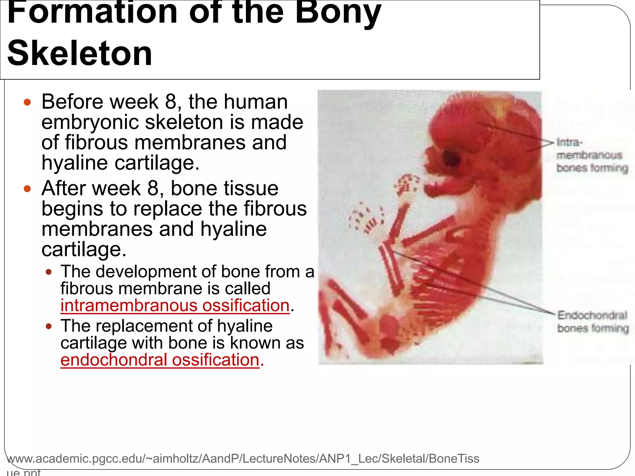 www.academic.pgcc.edu/~aimholtz/AandP/LectureNotes/ANP1_Lec/Skeletal/BoneTiss
Formation of the Bony
Skeleton
 Before week 8, the human
embryonic skeleton is made
of fibrous membranes and
hyaline cartilage.
 After week 8, bone tissue
begins to replace the fibrous
membranes and hyaline
cartilage.
 The development of bone from a
fibrous membrane is called
intramembranous ossification.
 The replacement of hyaline
cartilage with bone is known as
endochondral ossification.
 