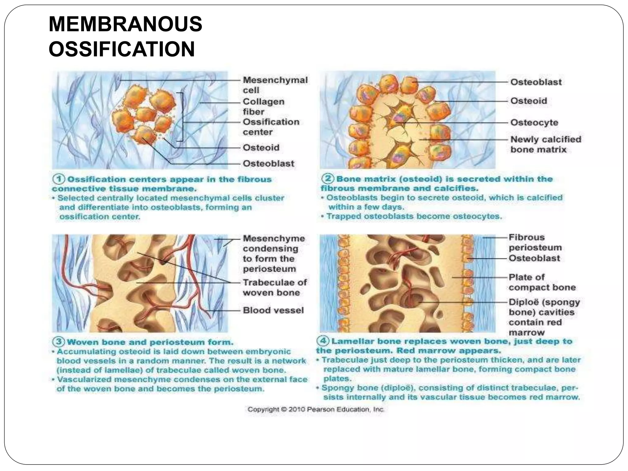 MEMBRANOUS
OSSIFICATION
 