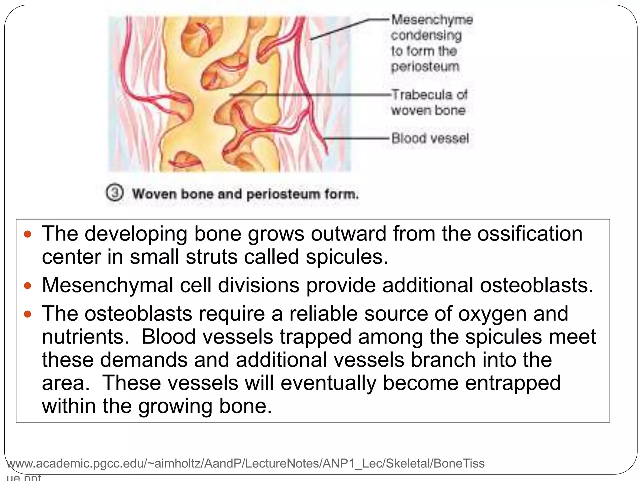 www.academic.pgcc.edu/~aimholtz/AandP/LectureNotes/ANP1_Lec/Skeletal/BoneTiss
 The developing bone grows outward from the ossification
center in small struts called spicules.
 Mesenchymal cell divisions provide additional osteoblasts.
 The osteoblasts require a reliable source of oxygen and
nutrients. Blood vessels trapped among the spicules meet
these demands and additional vessels branch into the
area. These vessels will eventually become entrapped
within the growing bone.
 