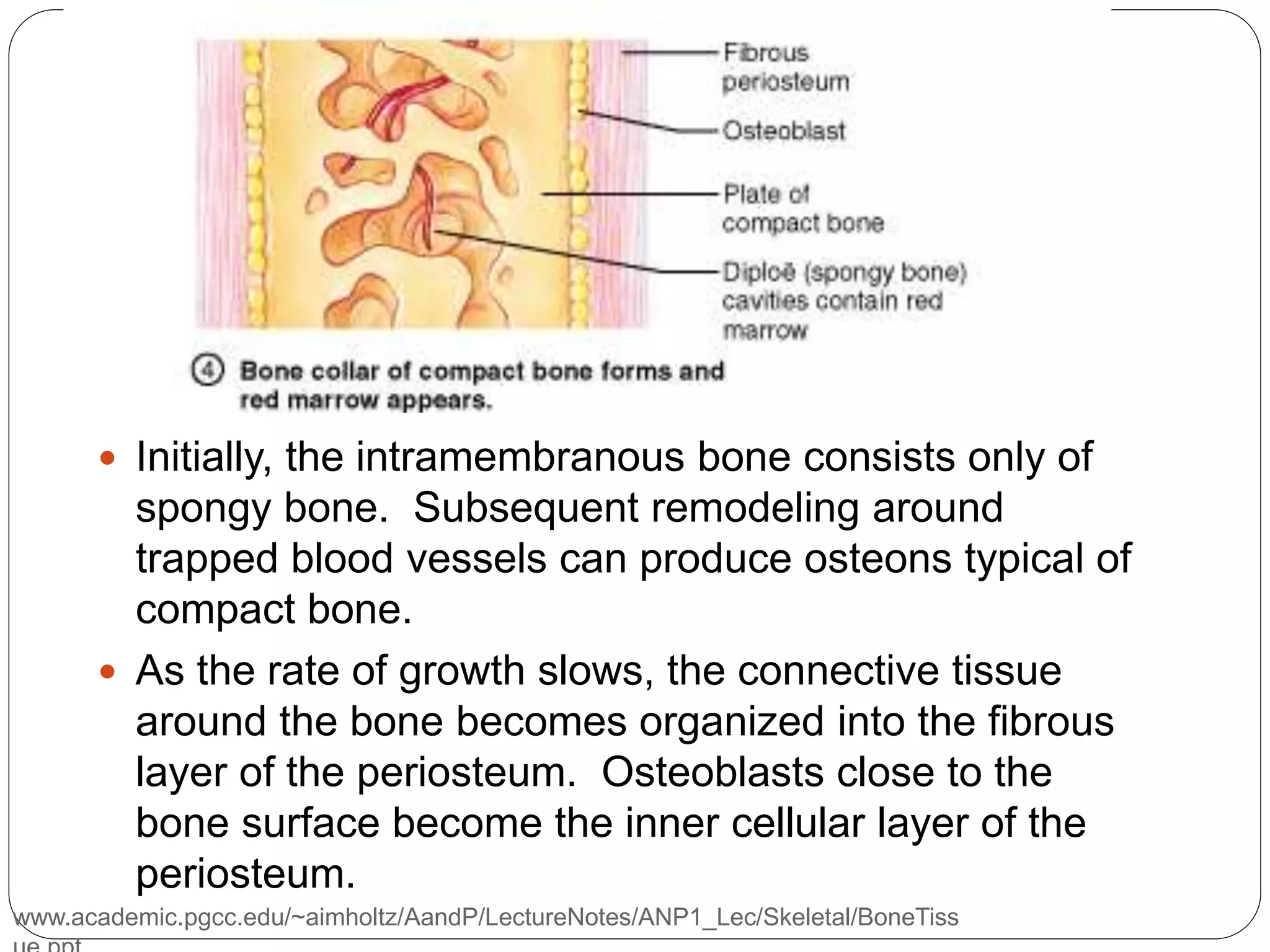 www.academic.pgcc.edu/~aimholtz/AandP/LectureNotes/ANP1_Lec/Skeletal/BoneTiss
 Initially, the intramembranous bone consists only of
spongy bone. Subsequent remodeling around
trapped blood vessels can produce osteons typical of
compact bone.
 As the rate of growth slows, the connective tissue
around the bone becomes organized into the fibrous
layer of the periosteum. Osteoblasts close to the
bone surface become the inner cellular layer of the
periosteum.
 