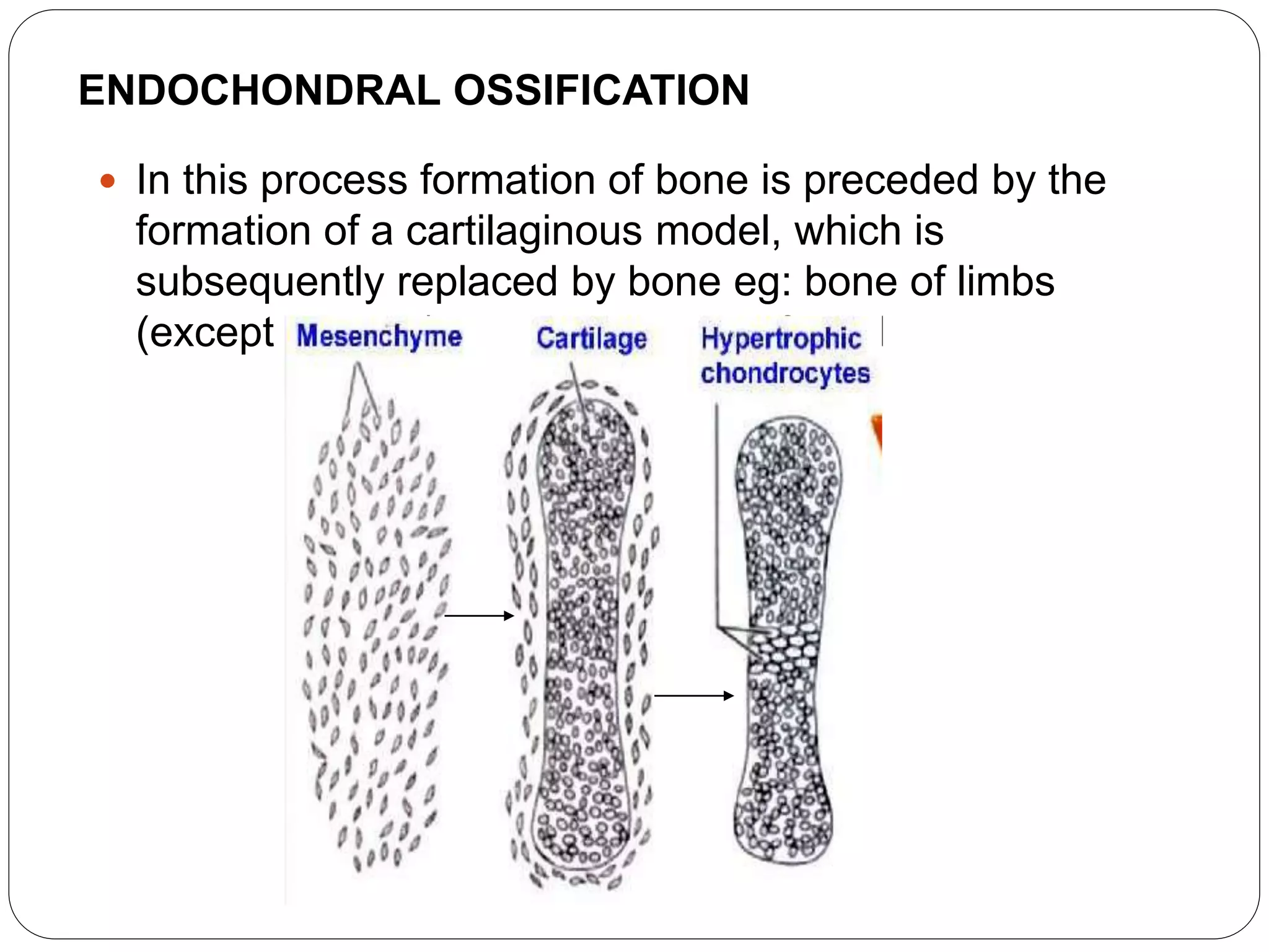 ENDOCHONDRAL OSSIFICATION
 In this process formation of bone is preceded by the
formation of a cartilaginous model, which is
subsequently replaced by bone eg: bone of limbs
(except clavicle), trunk and base of skull
 