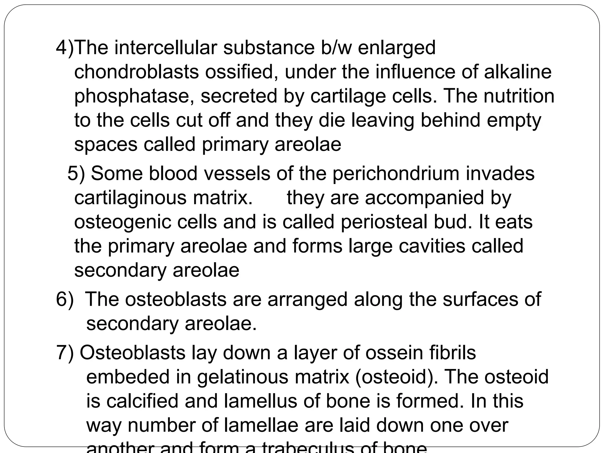 4)The intercellular substance b/w enlarged
chondroblasts ossified, under the influence of alkaline
phosphatase, secreted by cartilage cells. The nutrition
to the cells cut off and they die leaving behind empty
spaces called primary areolae
5) Some blood vessels of the perichondrium invades
cartilaginous matrix. they are accompanied by
osteogenic cells and is called periosteal bud. It eats
the primary areolae and forms large cavities called
secondary areolae
6) The osteoblasts are arranged along the surfaces of
secondary areolae.
7) Osteoblasts lay down a layer of ossein fibrils
embeded in gelatinous matrix (osteoid). The osteoid
is calcified and lamellus of bone is formed. In this
way number of lamellae are laid down one over
 