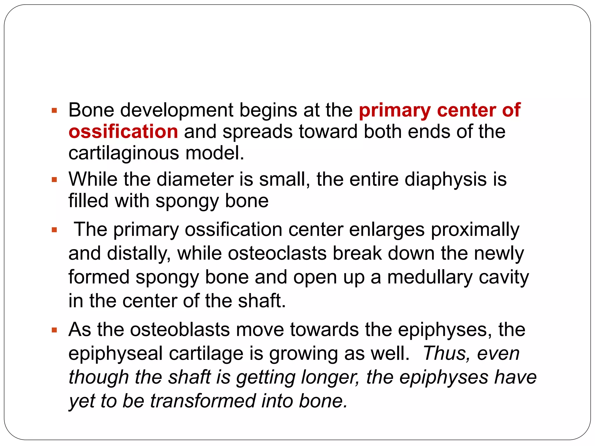  Bone development begins at the primary center of
ossification and spreads toward both ends of the
cartilaginous model.
 While the diameter is small, the entire diaphysis is
filled with spongy bone
 The primary ossification center enlarges proximally
and distally, while osteoclasts break down the newly
formed spongy bone and open up a medullary cavity
in the center of the shaft.
 As the osteoblasts move towards the epiphyses, the
epiphyseal cartilage is growing as well. Thus, even
though the shaft is getting longer, the epiphyses have
yet to be transformed into bone.
 