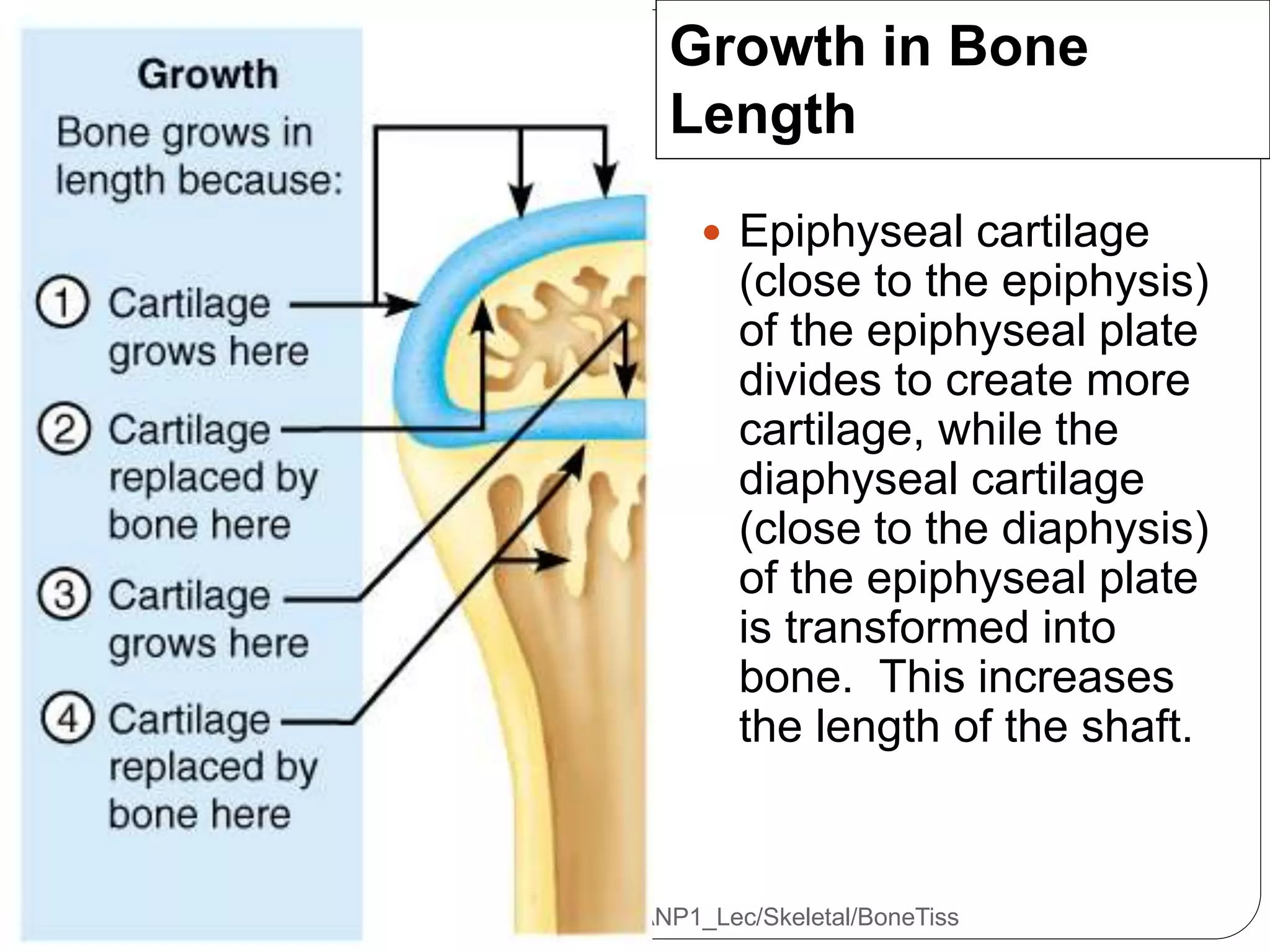 www.academic.pgcc.edu/~aimholtz/AandP/LectureNotes/ANP1_Lec/Skeletal/BoneTiss
Growth in Bone
Length
 Epiphyseal cartilage
(close to the epiphysis)
of the epiphyseal plate
divides to create more
cartilage, while the
diaphyseal cartilage
(close to the diaphysis)
of the epiphyseal plate
is transformed into
bone. This increases
the length of the shaft.
 
