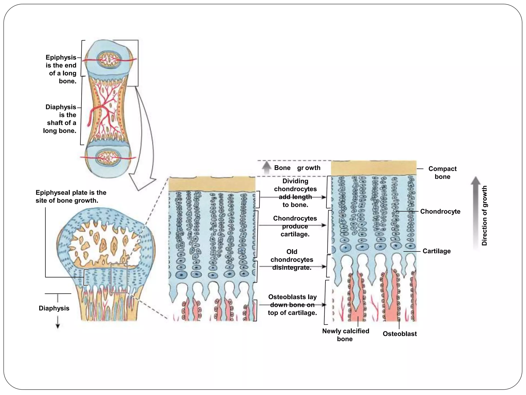 Epiphysis
is the end
of a long
bone.
Diaphysis
is the
shaft of a
long bone.
Epiphyseal plate is the
site of bone growth.
Diaphysis
Compact
bone
Osteoblast
Directionofgrowth
Chondrocyte
Cartilage
owth
Newly calcified
bone
Bone gr
Dividing
chondrocytes
add length
to bone.
Chondrocytes
produce
cartilage.
Old
chondrocytes
disintegrate.
Osteoblasts lay
down bone on
top of cartilage.
 