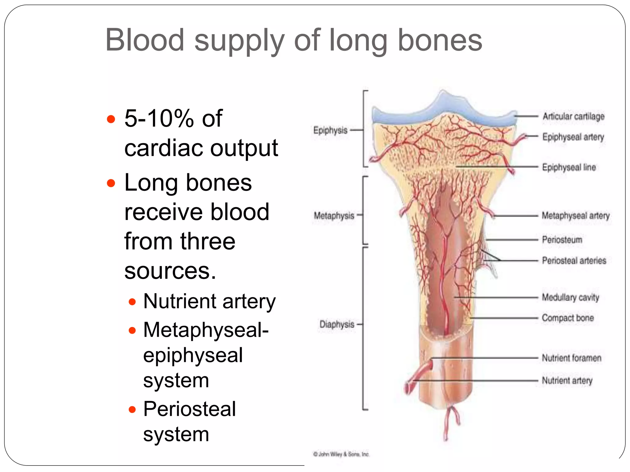 Blood supply of long bones
 5-10% of
cardiac output
 Long bones
receive blood
from three
sources.
 Nutrient artery
 Metaphyseal-
epiphyseal
system
 Periosteal
system
 
