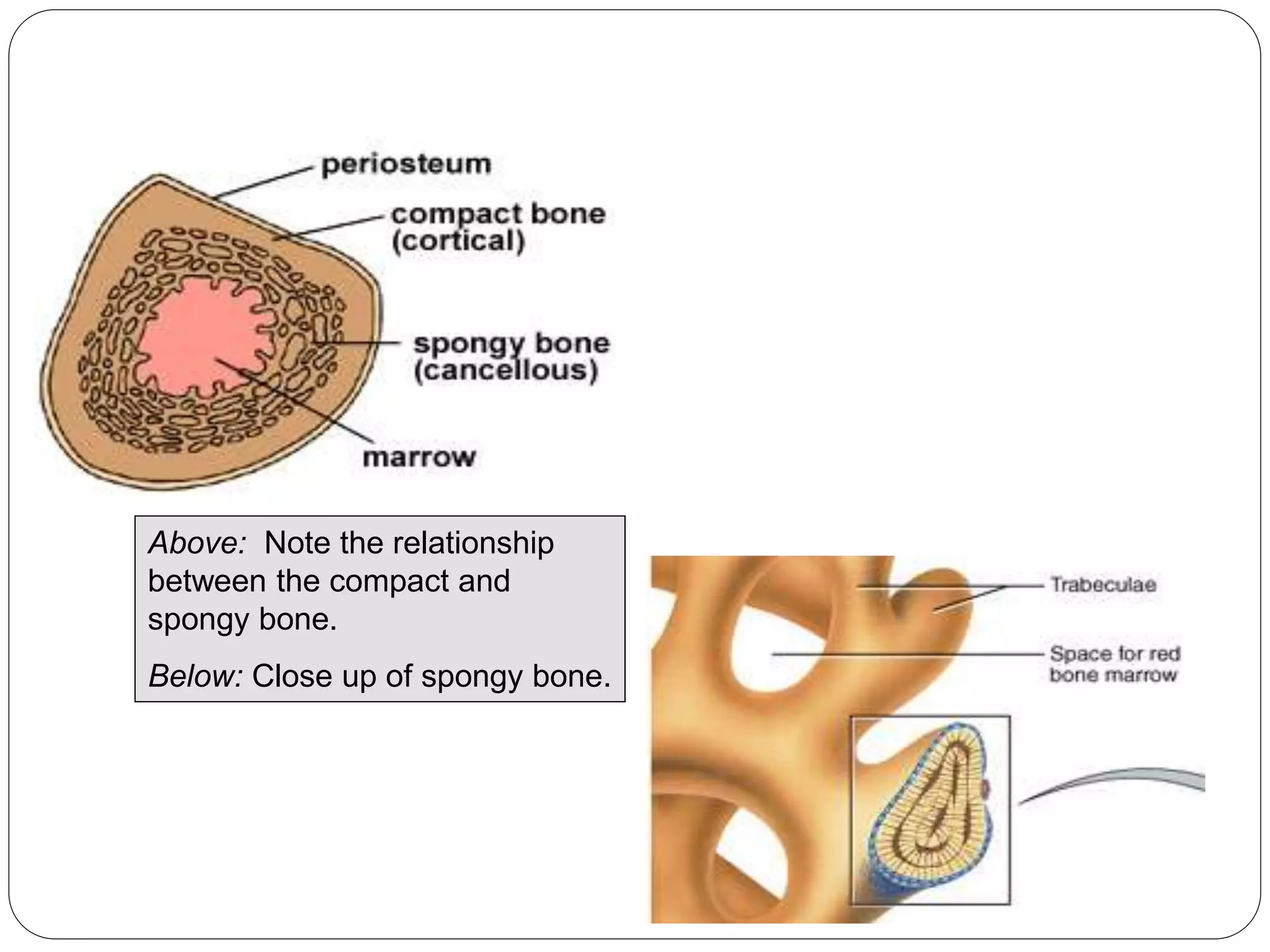Above: Note the relationship
between the compact and
spongy bone.
Below: Close up of spongy bone.
 