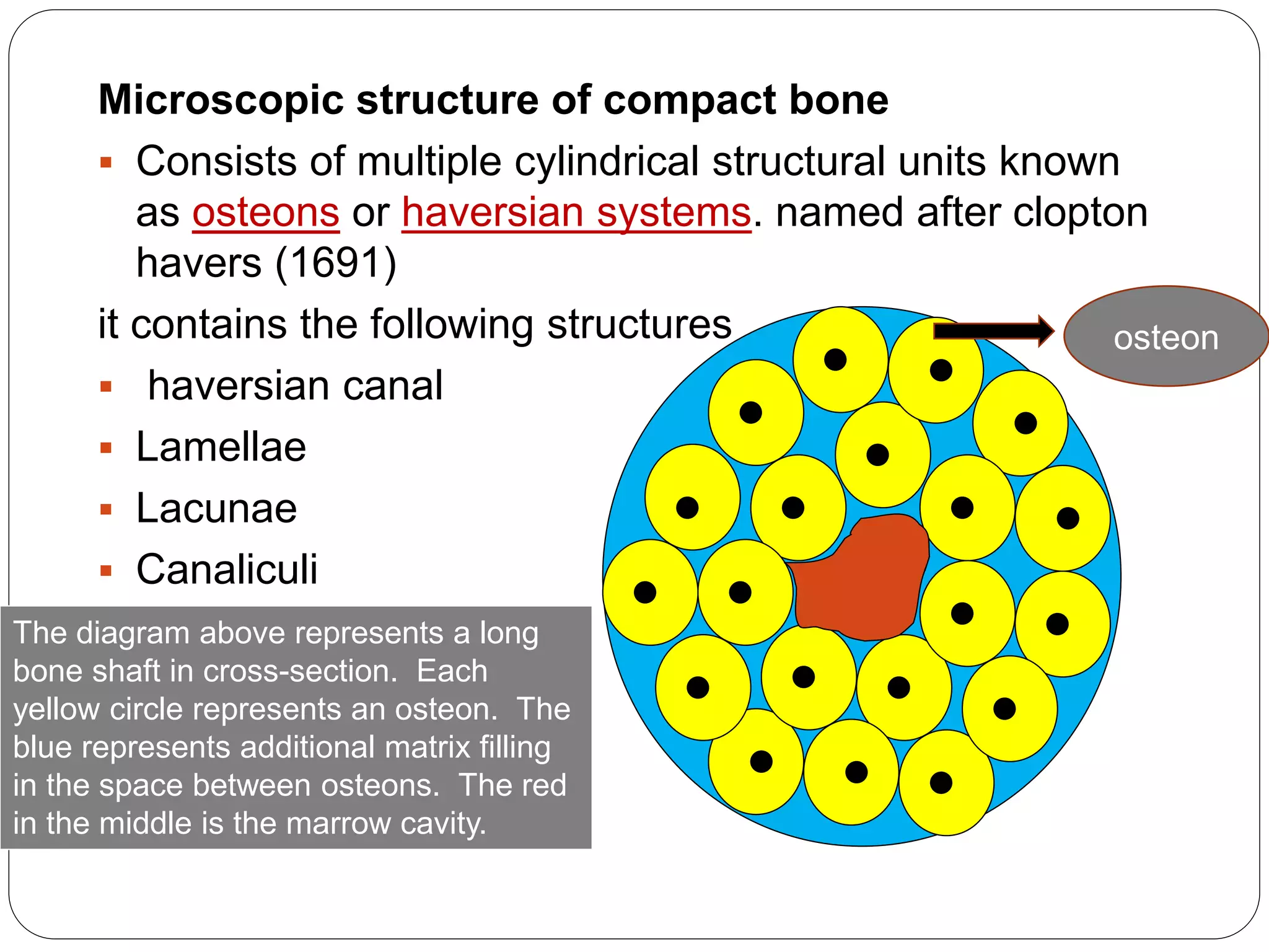 Microscopic structure of compact bone
 Consists of multiple cylindrical structural units known
as osteons or haversian systems. named after clopton
havers (1691)
it contains the following structures
 haversian canal
 Lamellae
 Lacunae
 Canaliculi
 volkmann’s canal
osteon
The diagram above represents a long
bone shaft in cross-section. Each
yellow circle represents an osteon. The
blue represents additional matrix filling
in the space between osteons. The red
in the middle is the marrow cavity.
 