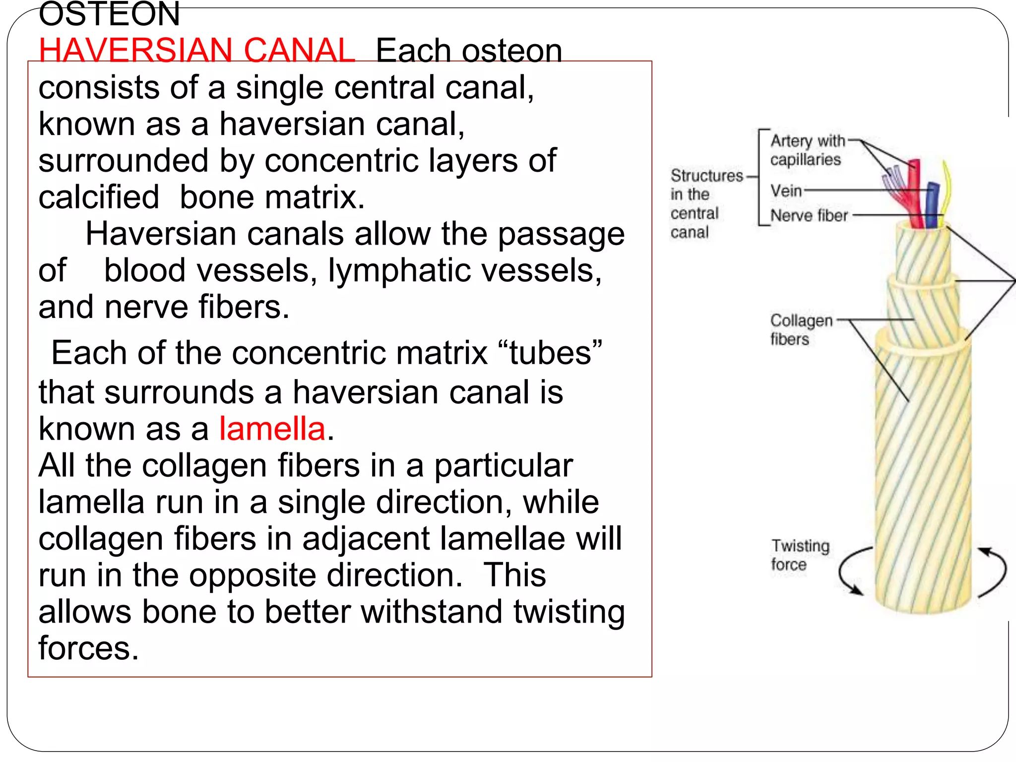 OSTEON
HAVERSIAN CANAL Each osteon
consists of a single central canal,
known as a haversian canal,
surrounded by concentric layers of
calcified bone matrix.
Haversian canals allow the passage
of blood vessels, lymphatic vessels,
and nerve fibers.
Each of the concentric matrix “tubes”
that surrounds a haversian canal is
known as a lamella.
All the collagen fibers in a particular
lamella run in a single direction, while
collagen fibers in adjacent lamellae will
run in the opposite direction. This
allows bone to better withstand twisting
forces.
 