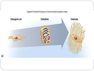 Intercellular matrix
Collagen
 90% organic matrix
 Provides tensile strength to bone
 Primarily type I collagen
 Struc...