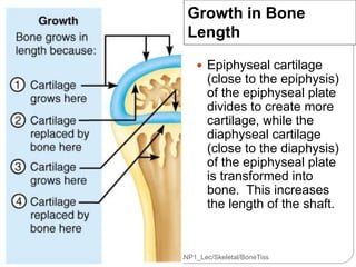  Venous Drainage
 Long bones possess a large central venous
sinus transport effluent blood from marrow
capillary bed
 C...
