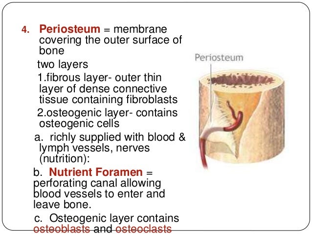 Development,structure and organization of bone